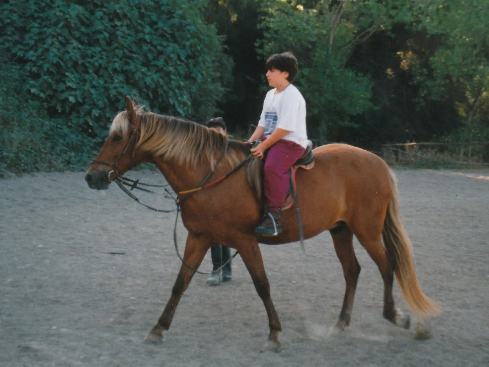 Red dapple horse