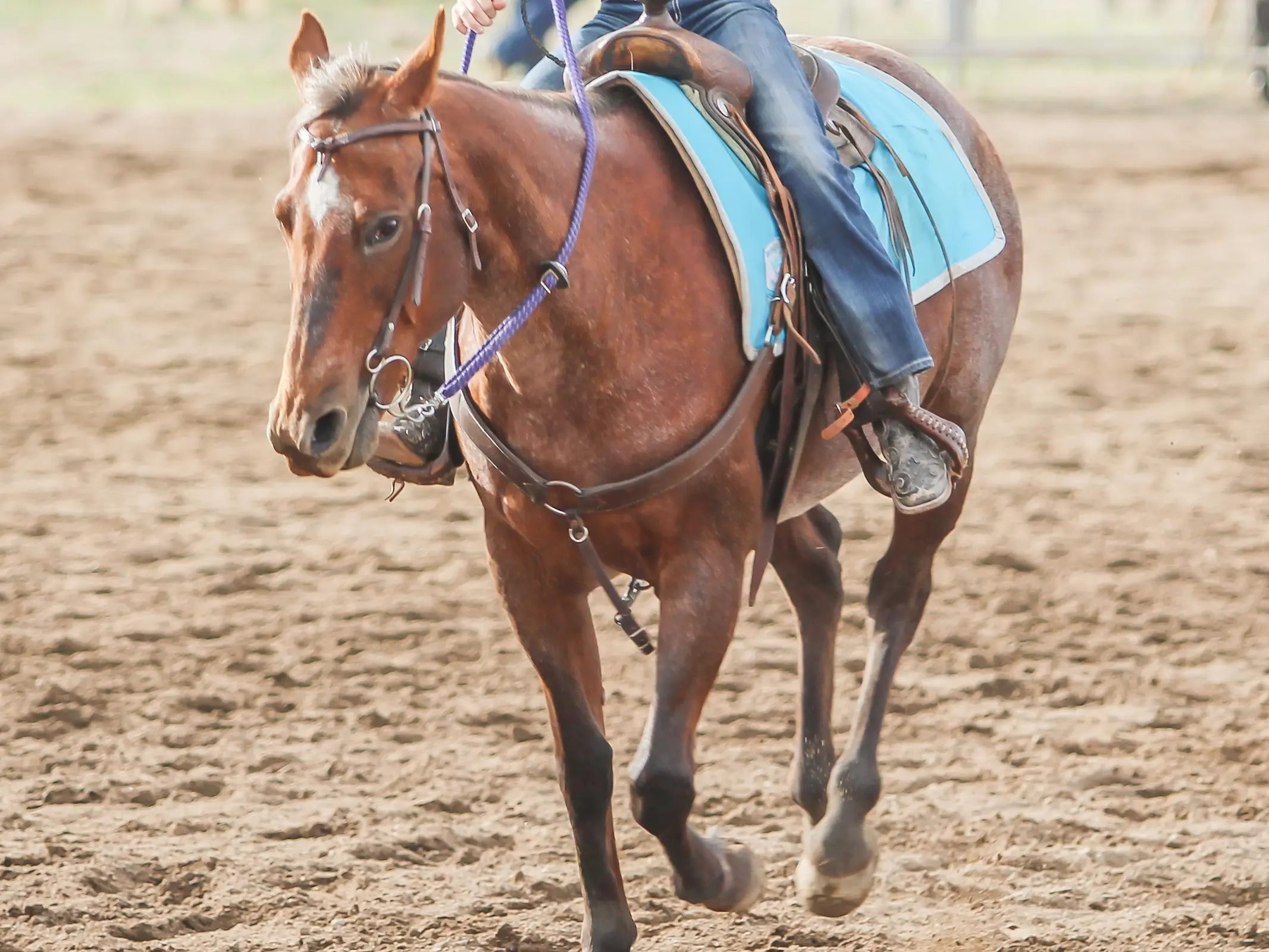 Red dapple horse