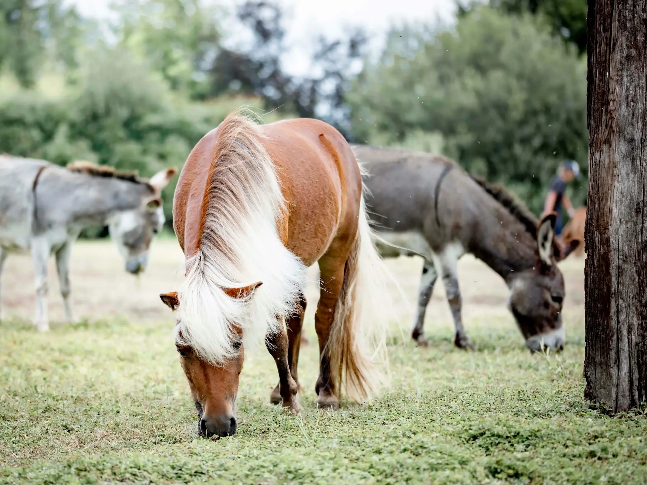 Red dapple horse