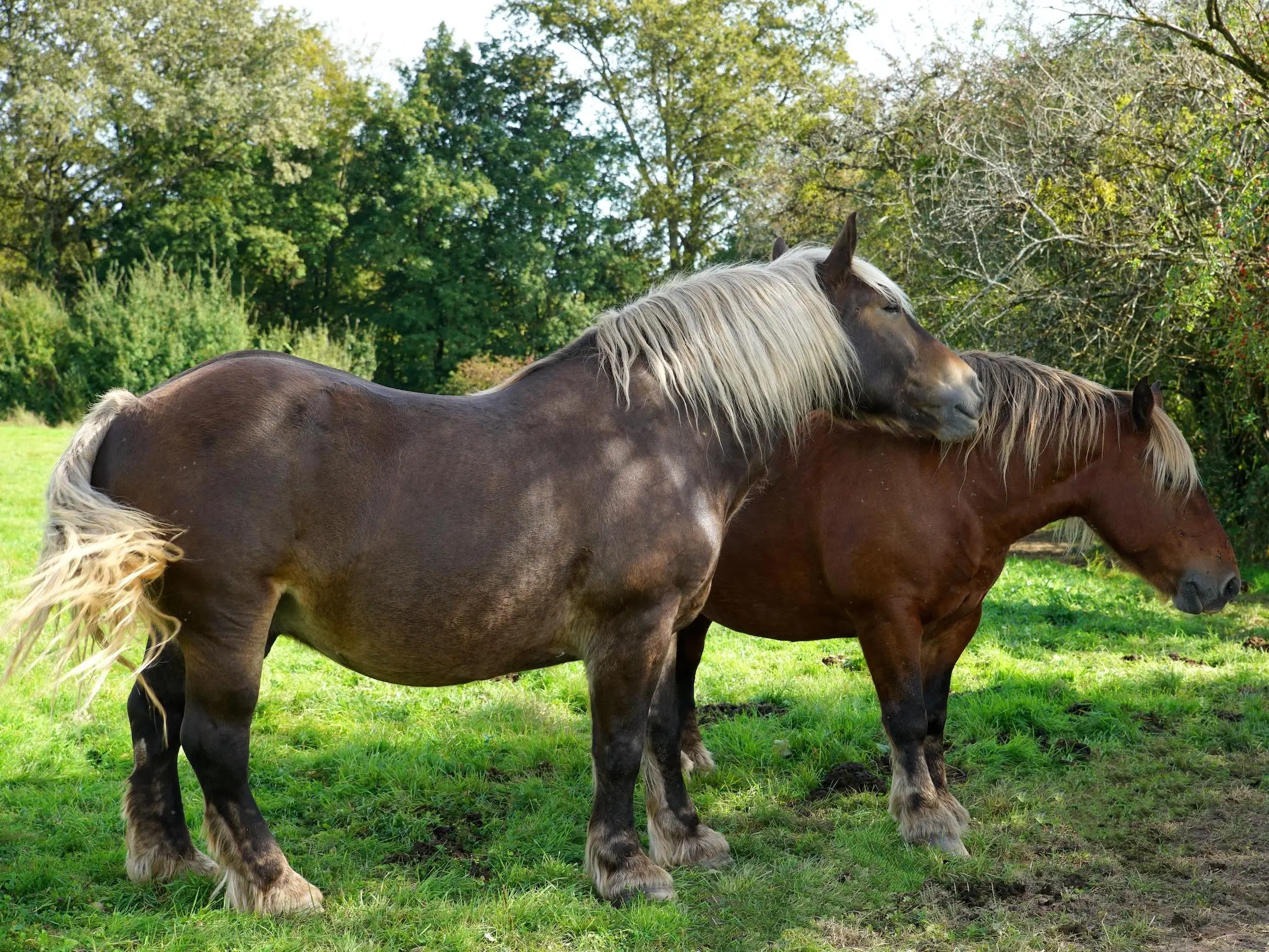 Silver seal and bay horses