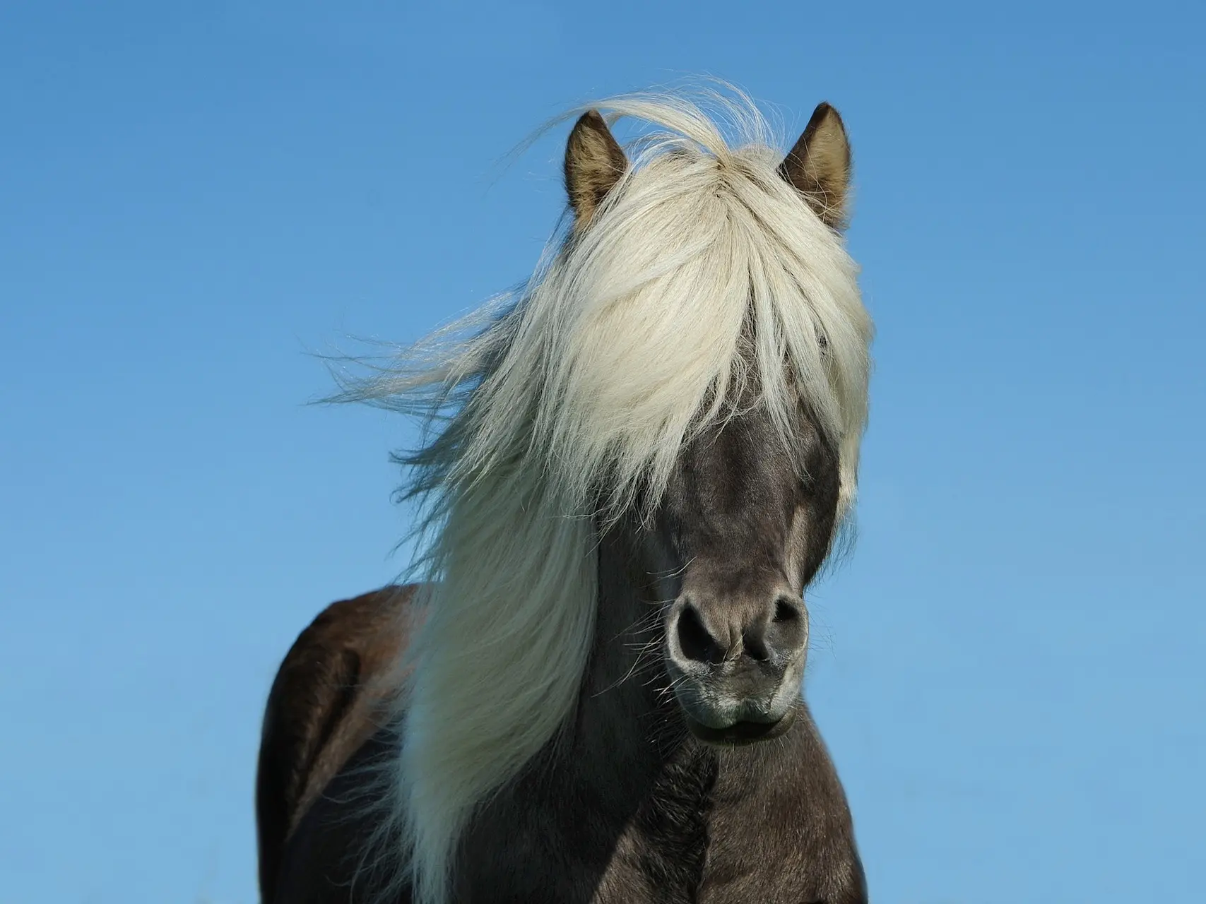 Silver dapple Horse