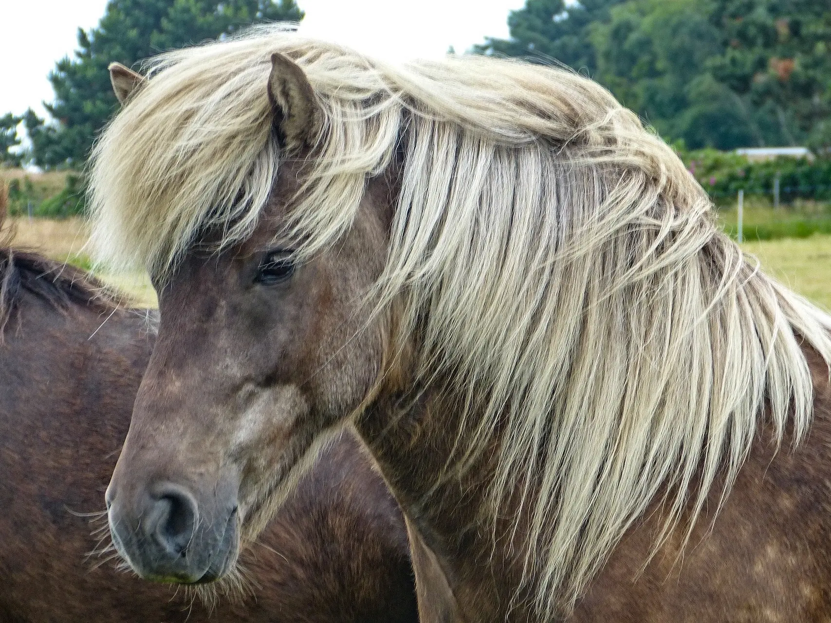 Silver dapple horse