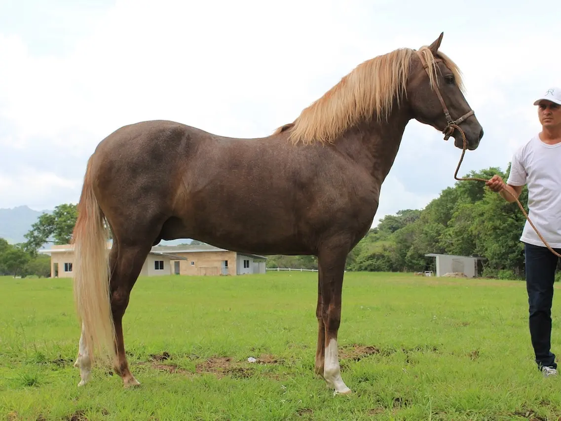 Silver dapple horse