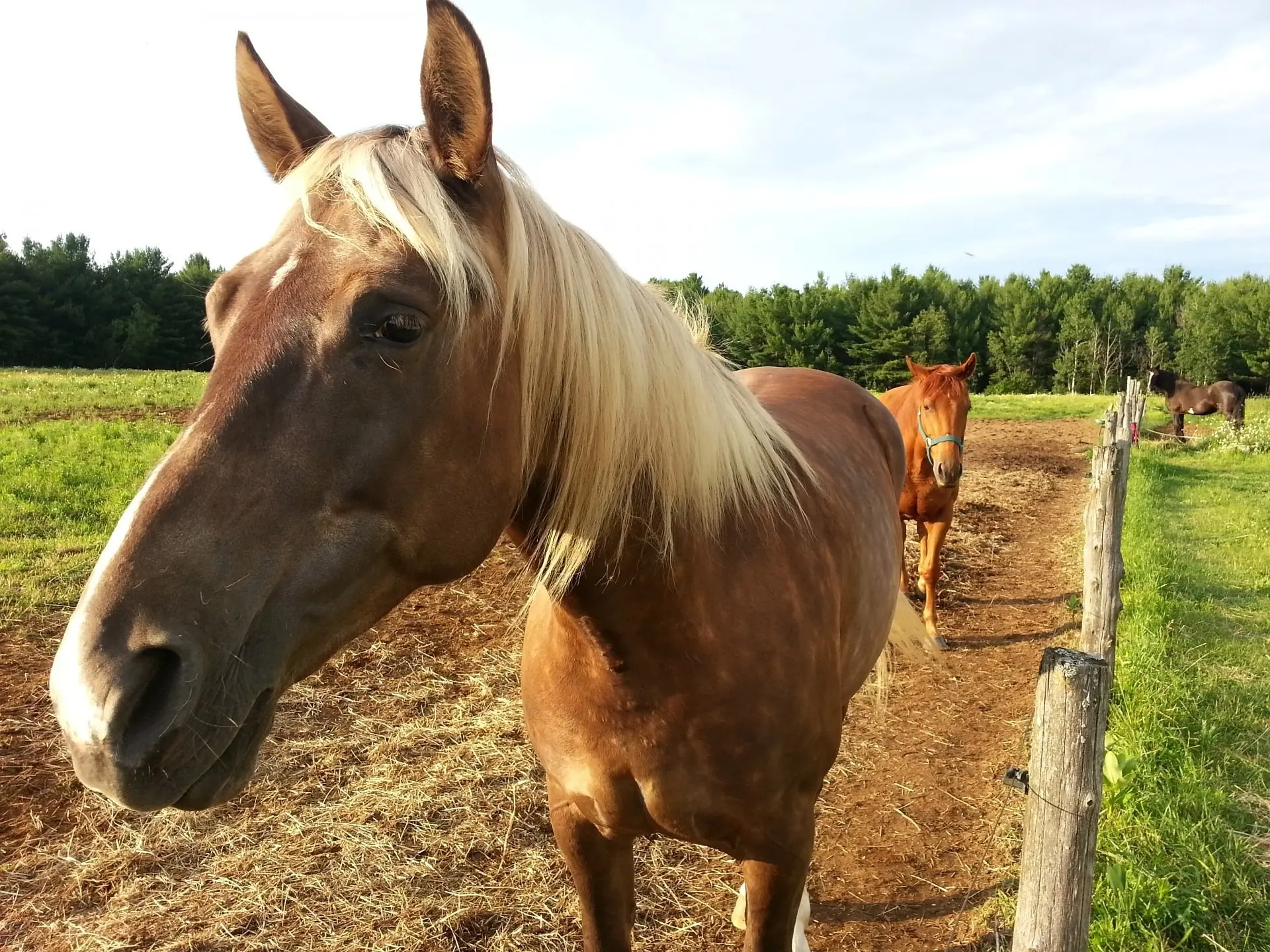 Silver dapple horse