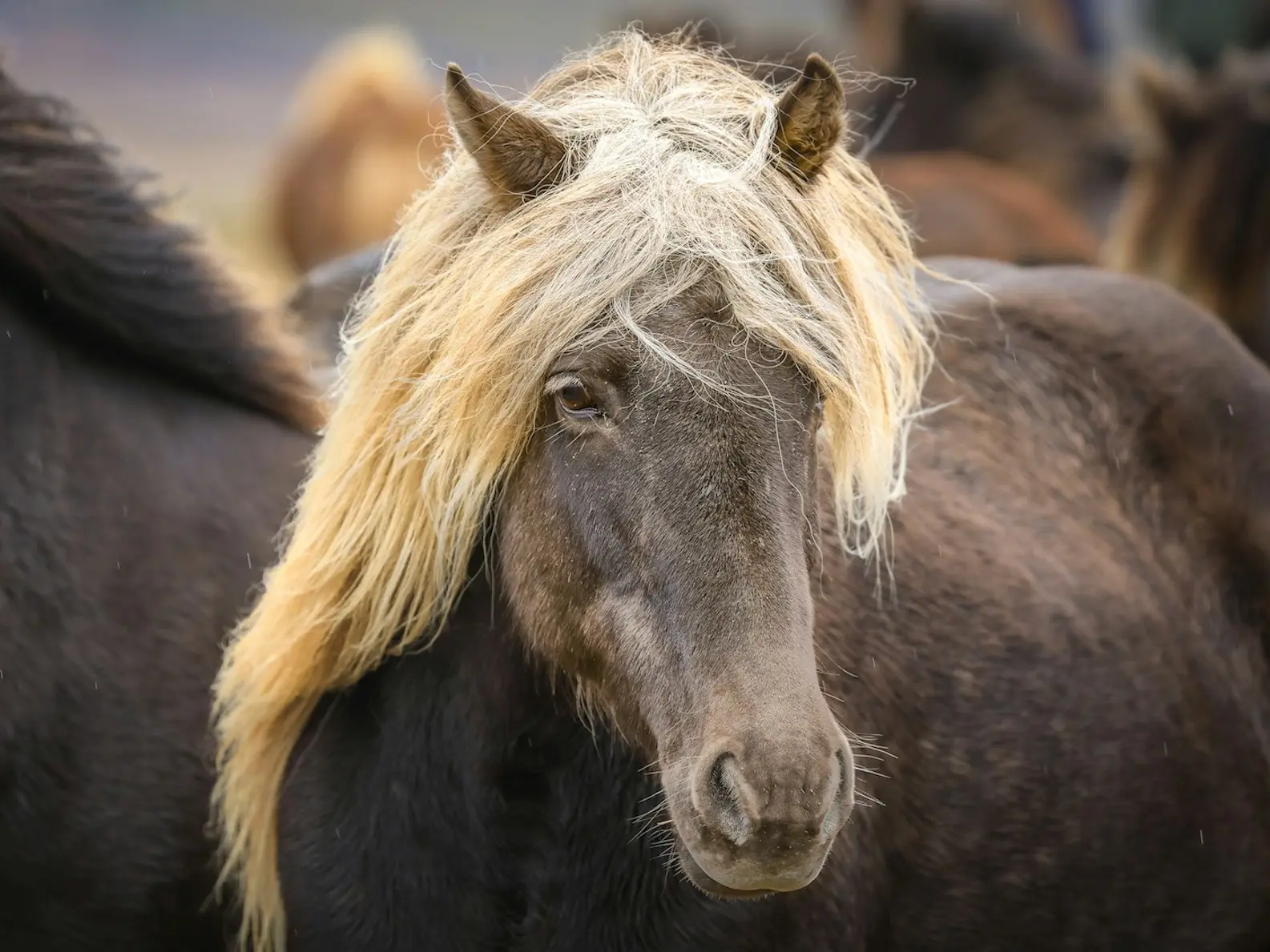 Silver dapple horse