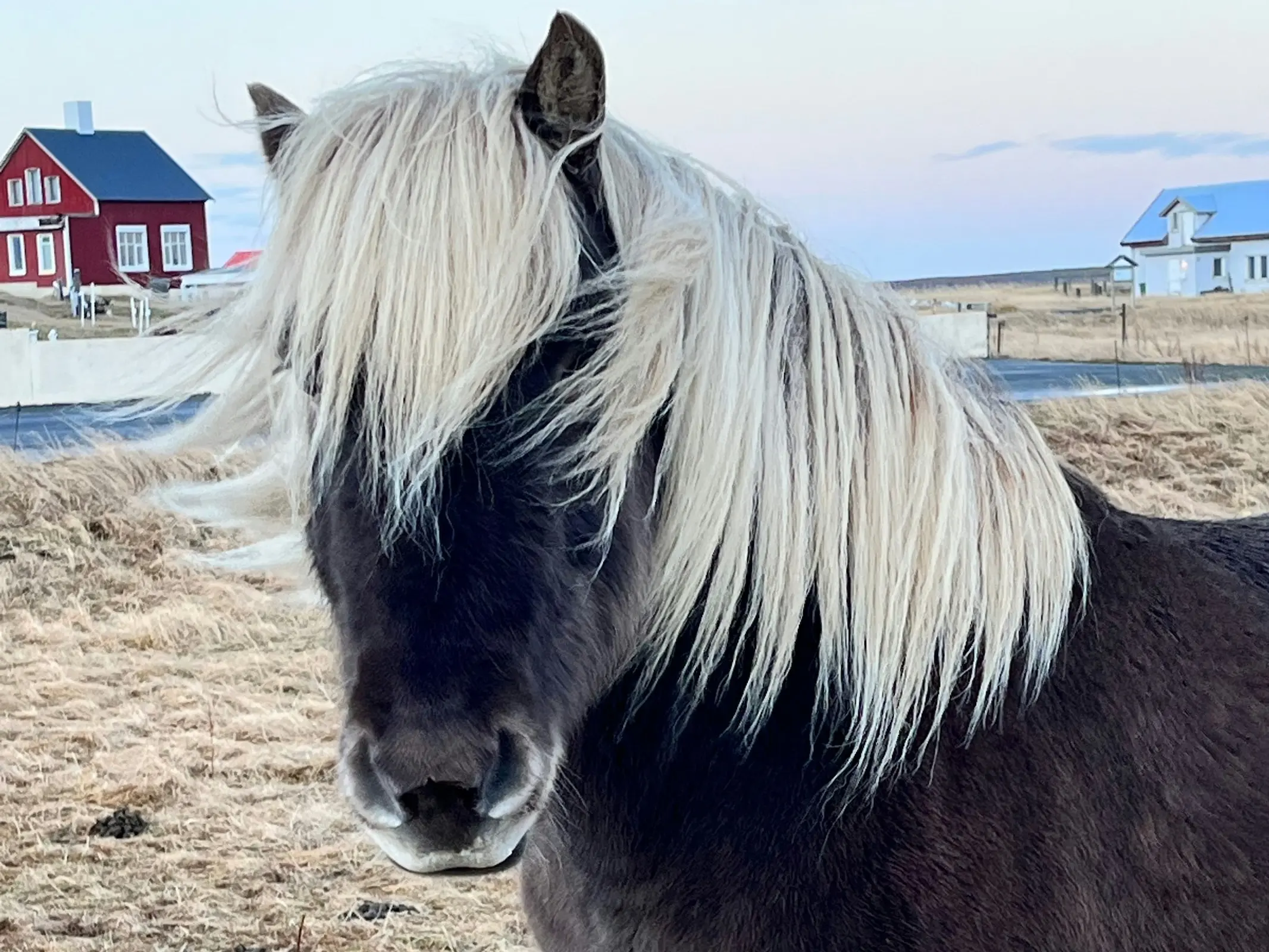 Silver dapple horse