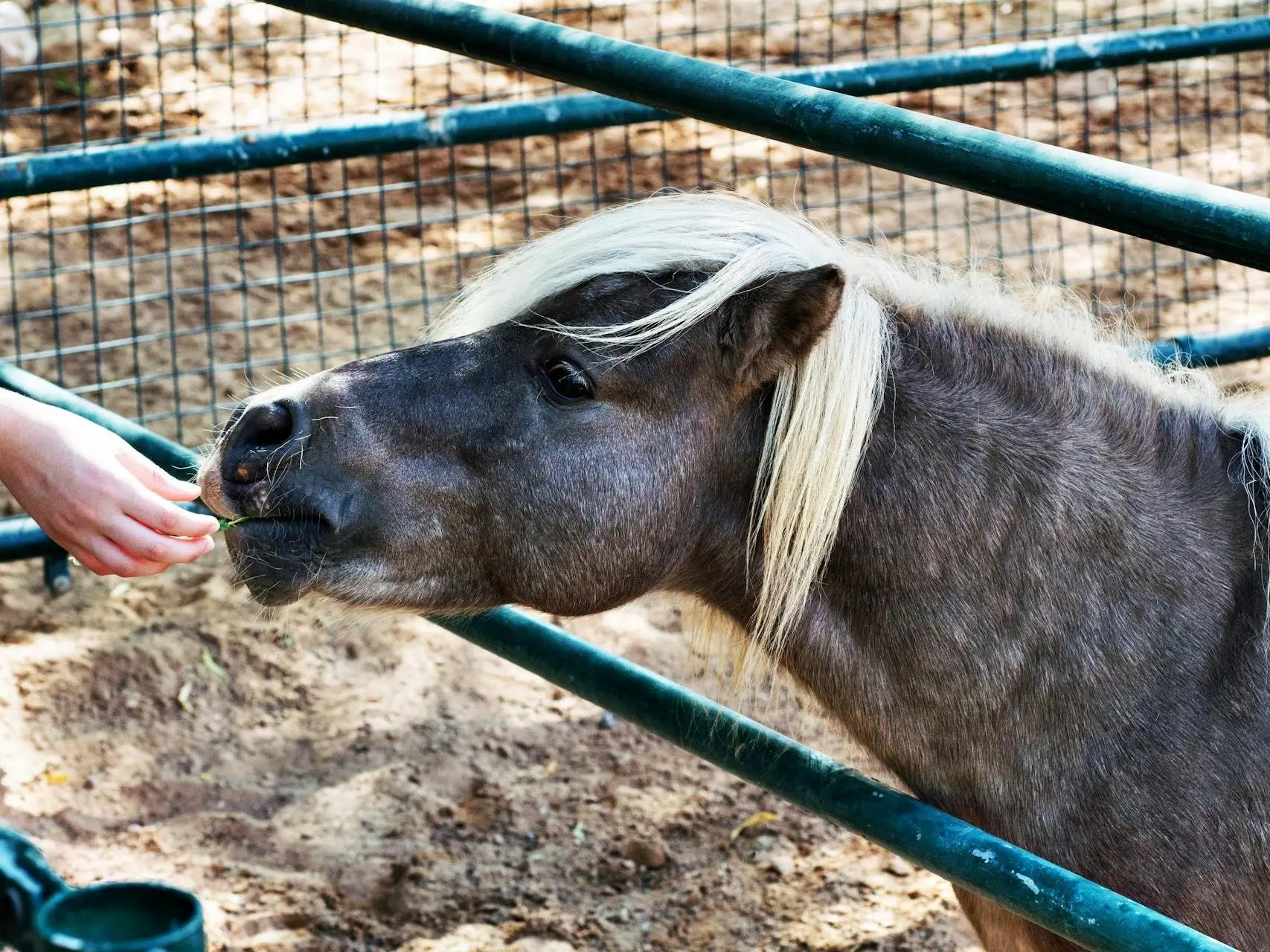 Silver dapple horse