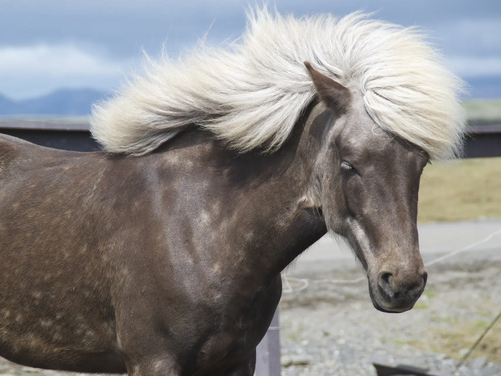 Silver dapple horse