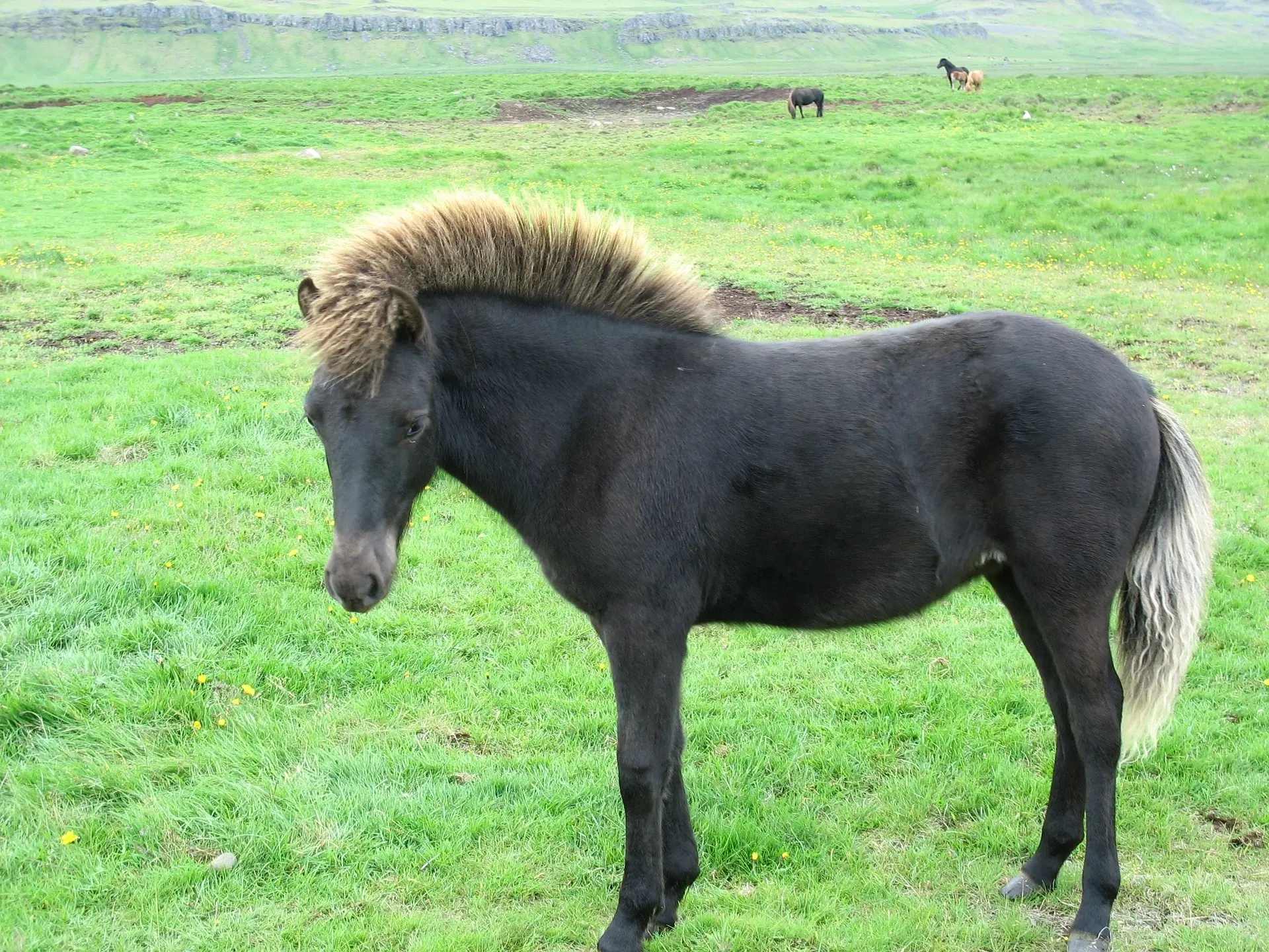 Silver dapple horse