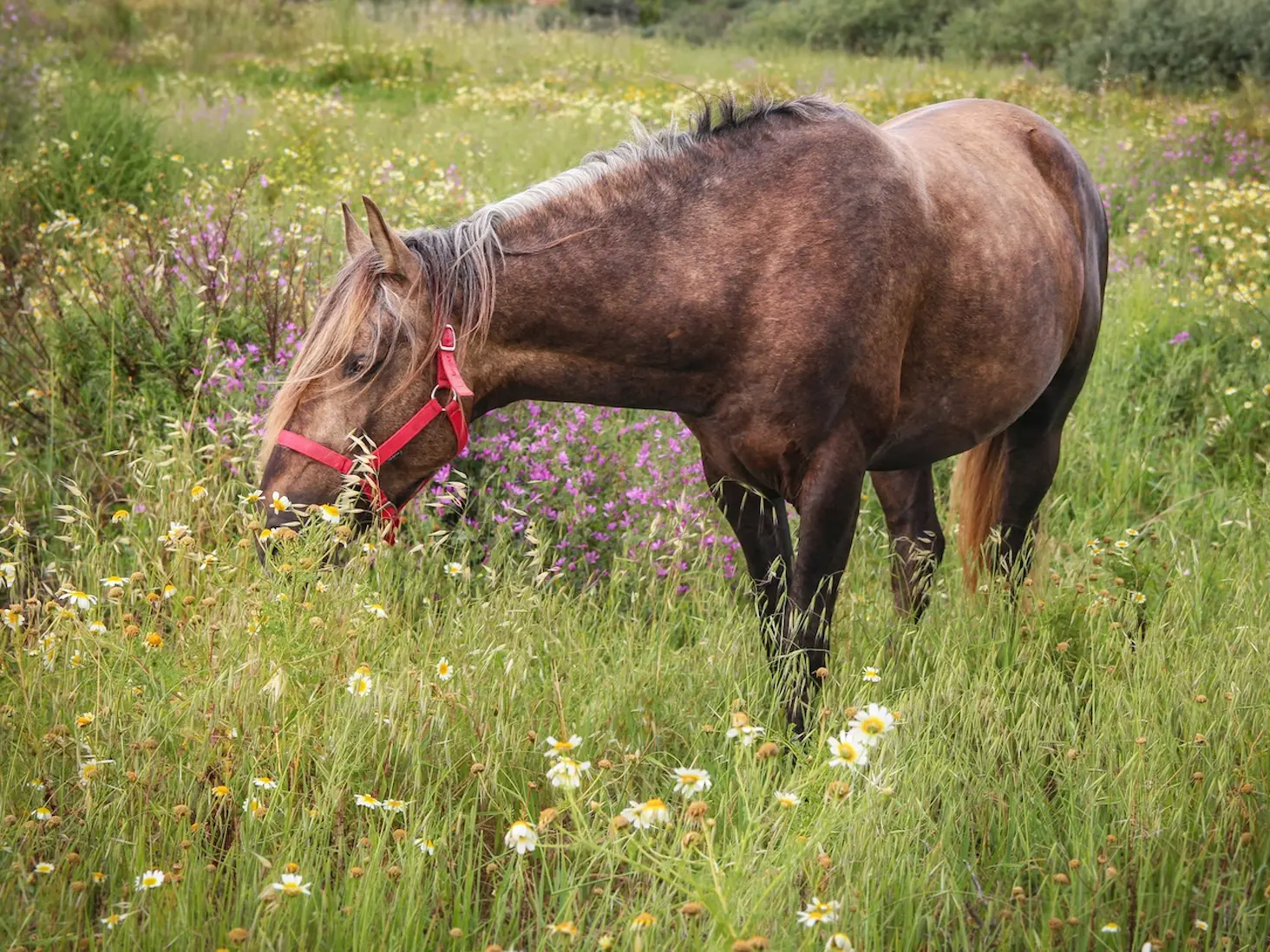 Silver dapple horse