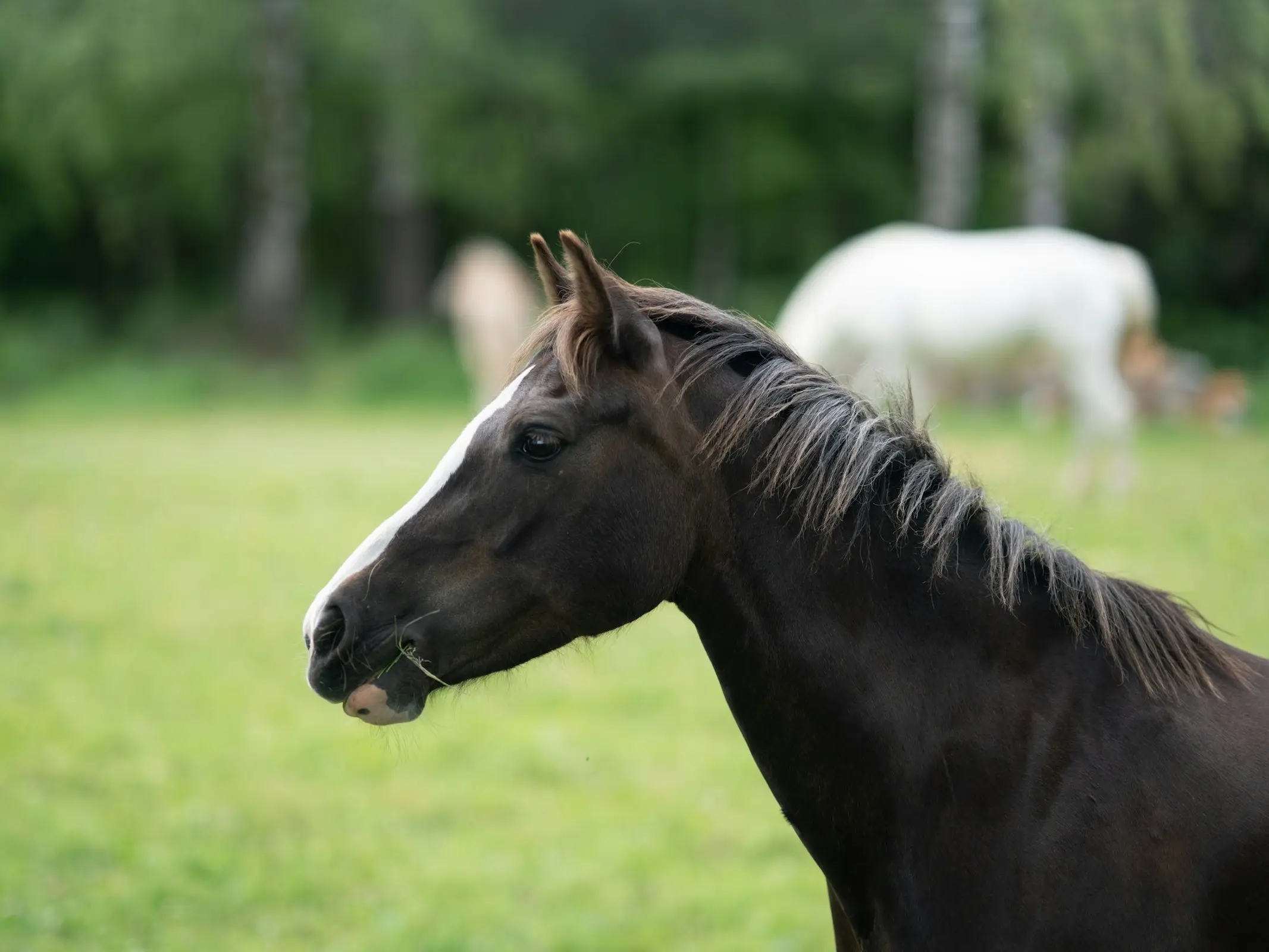 Silver dapple horse