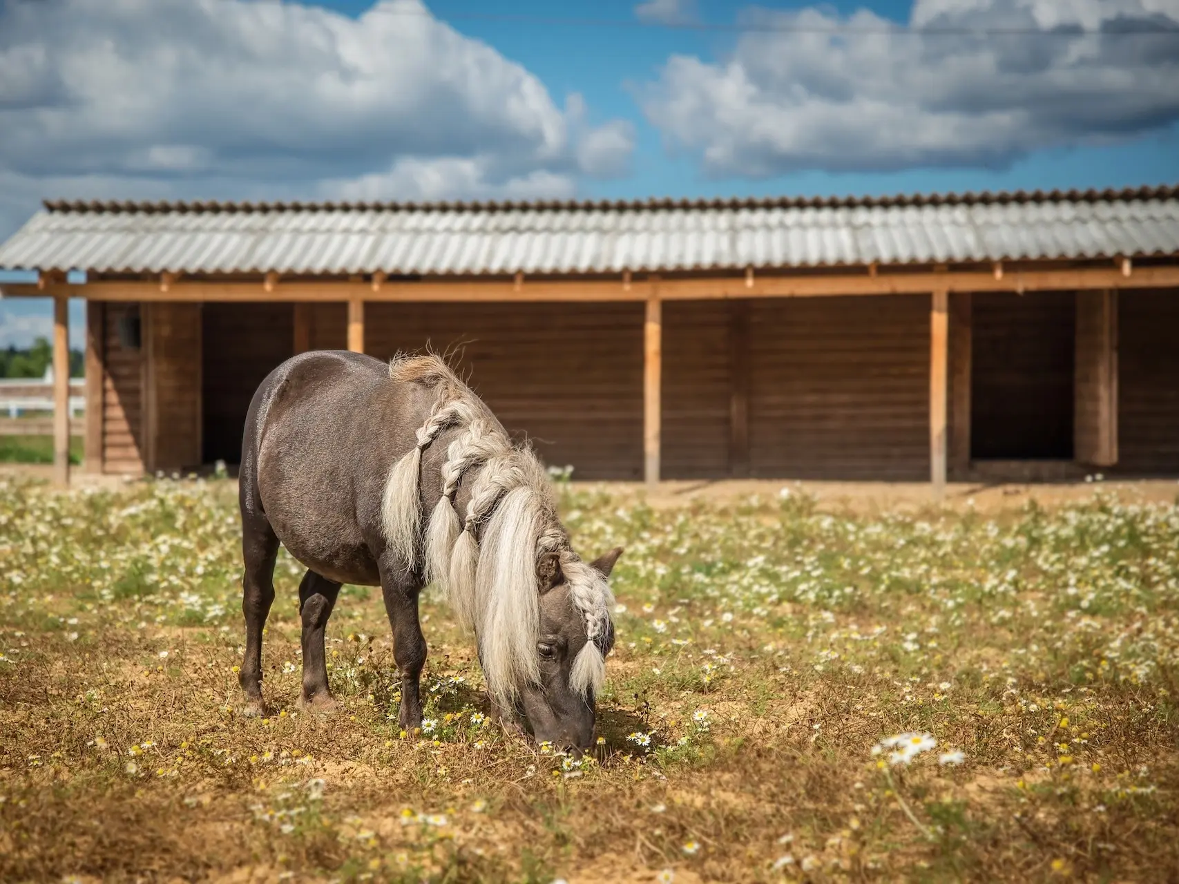 Silver dapple horse