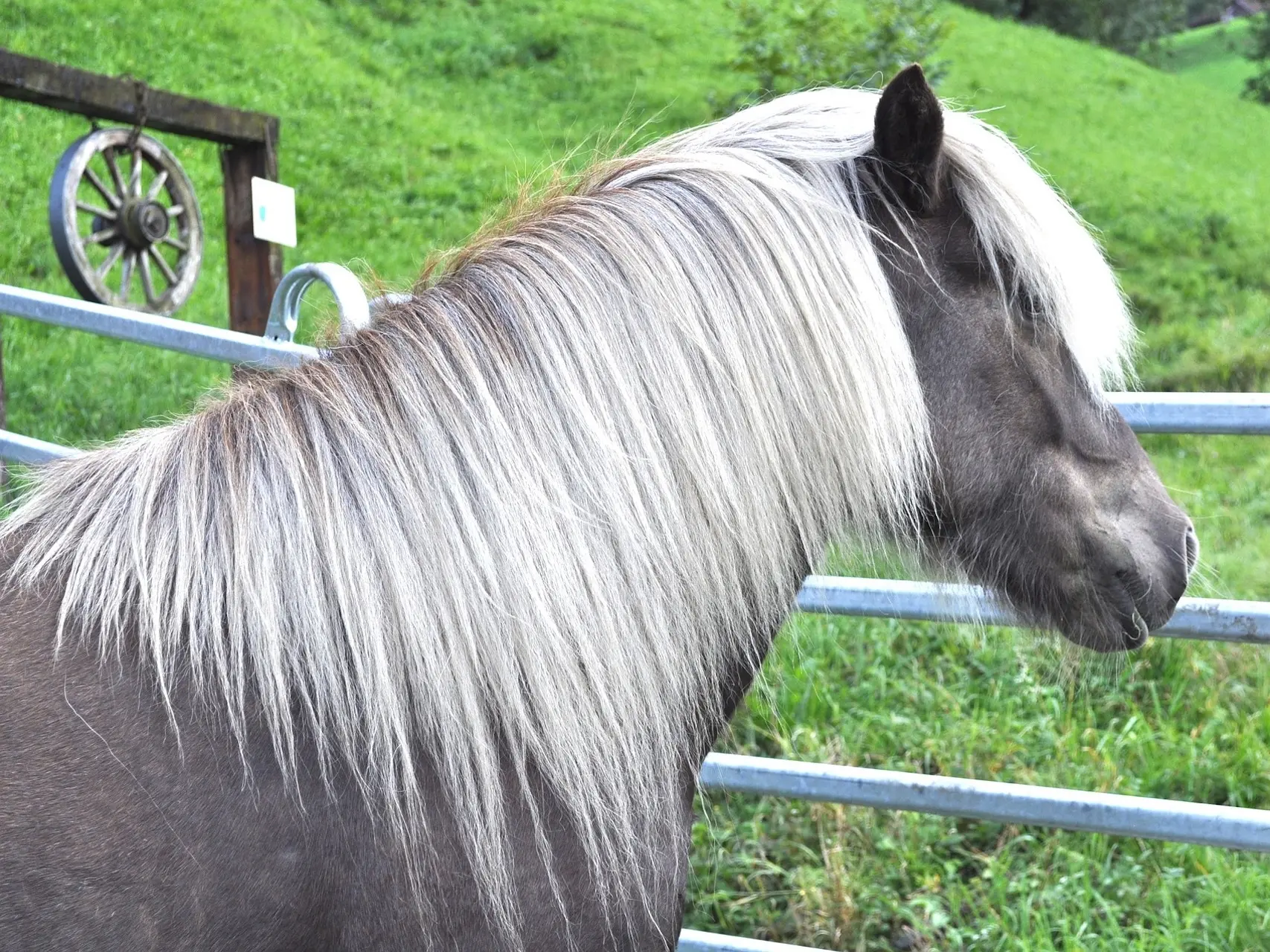 Silver dapple horse