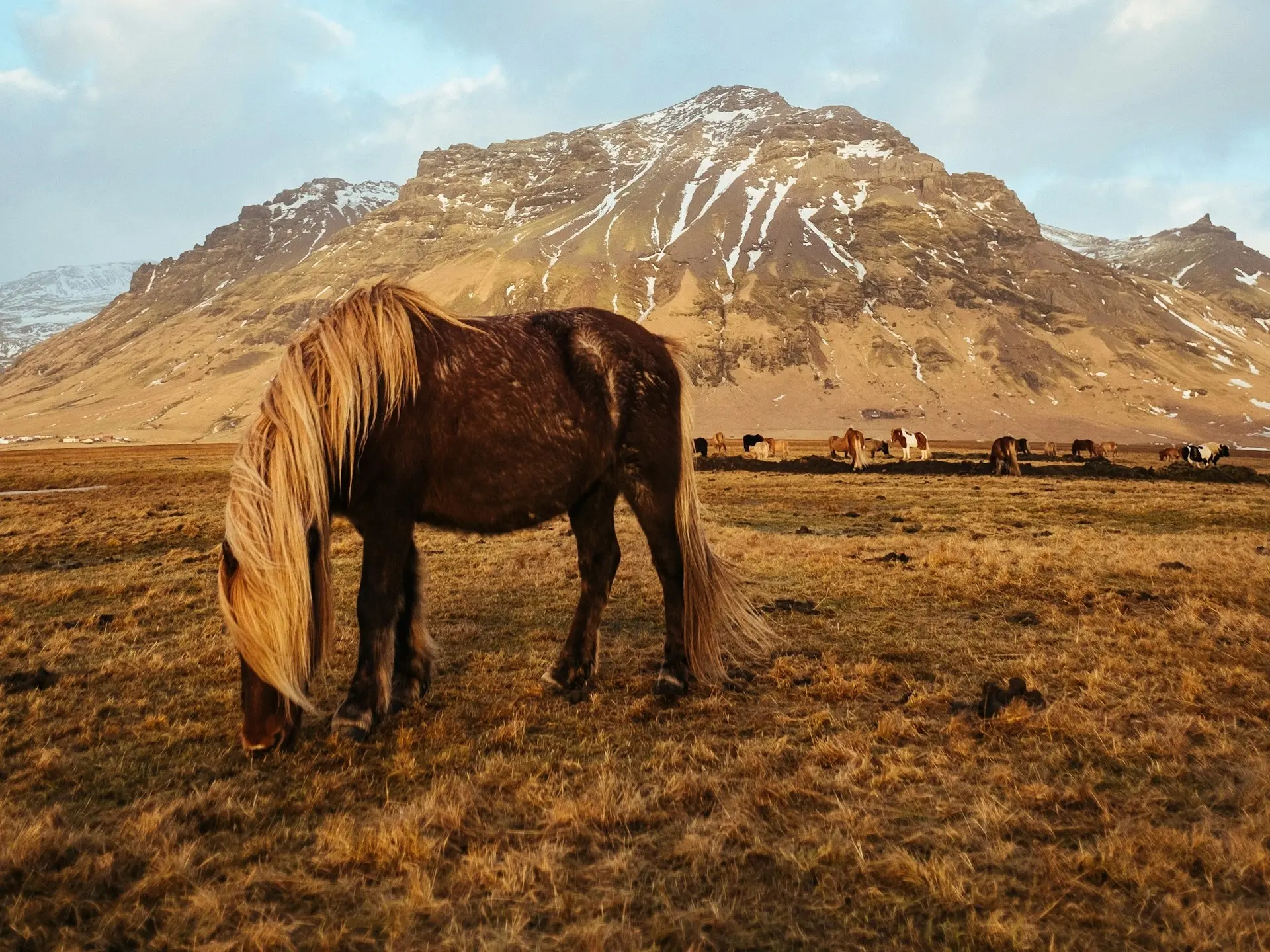 Silver dapple horse