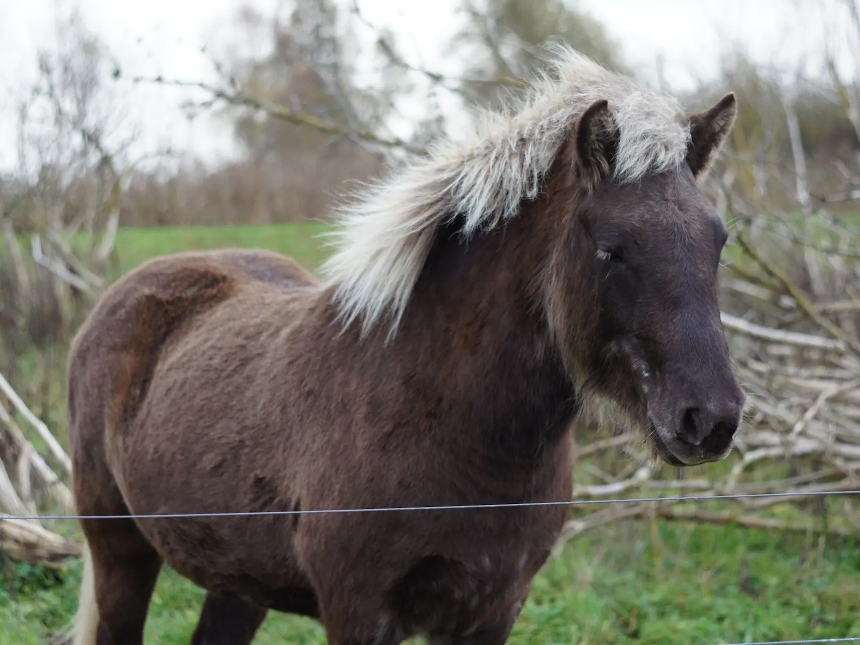 Silver dapple horse