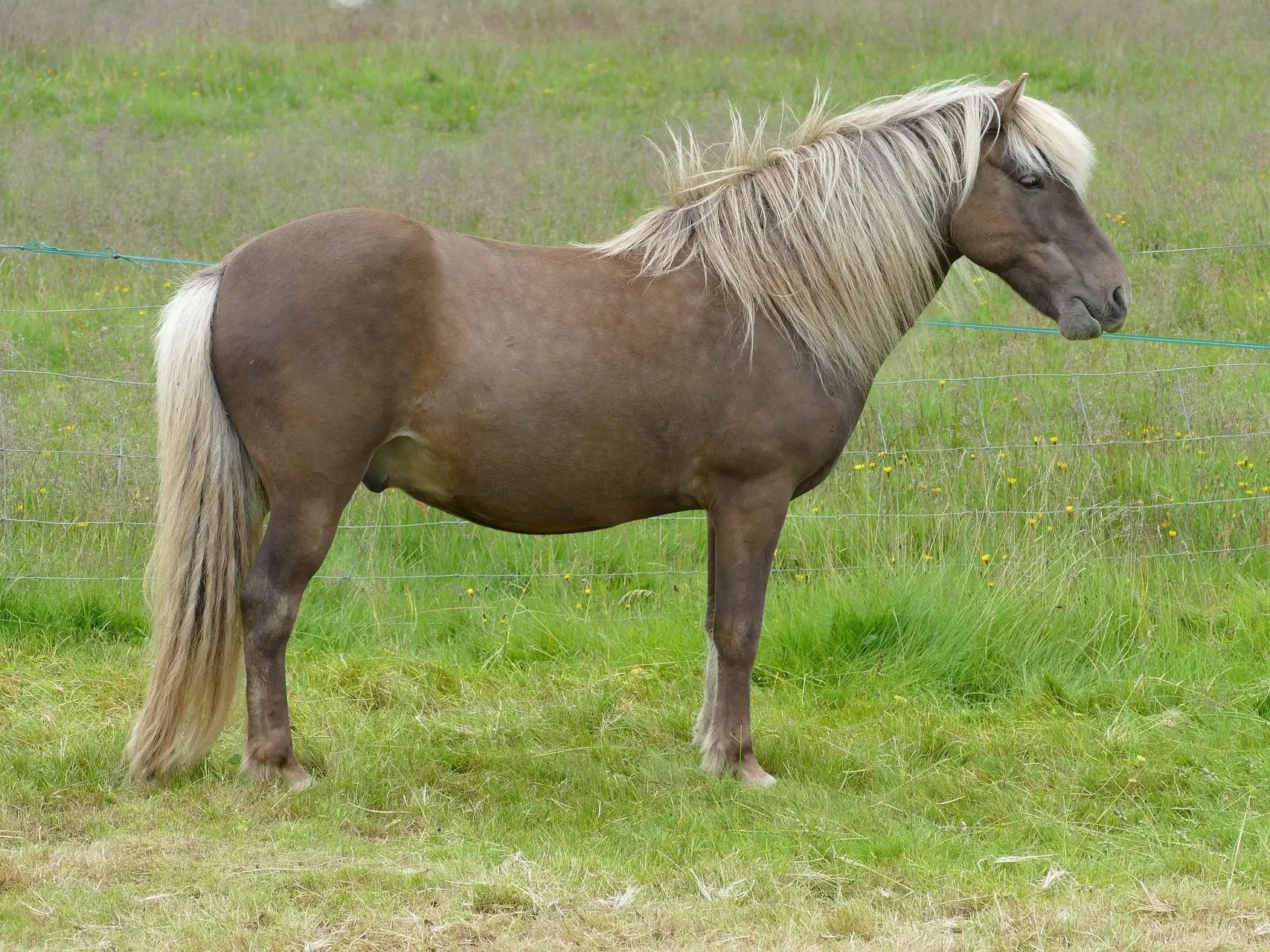 Silver dapple horse