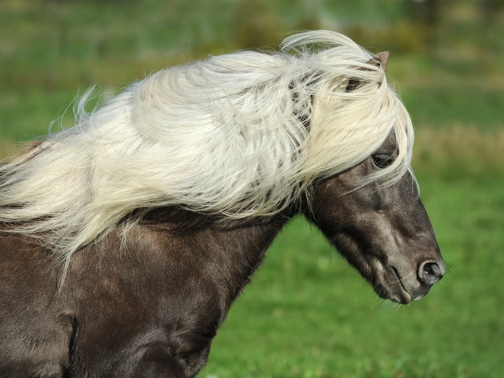 Silver dapple horse