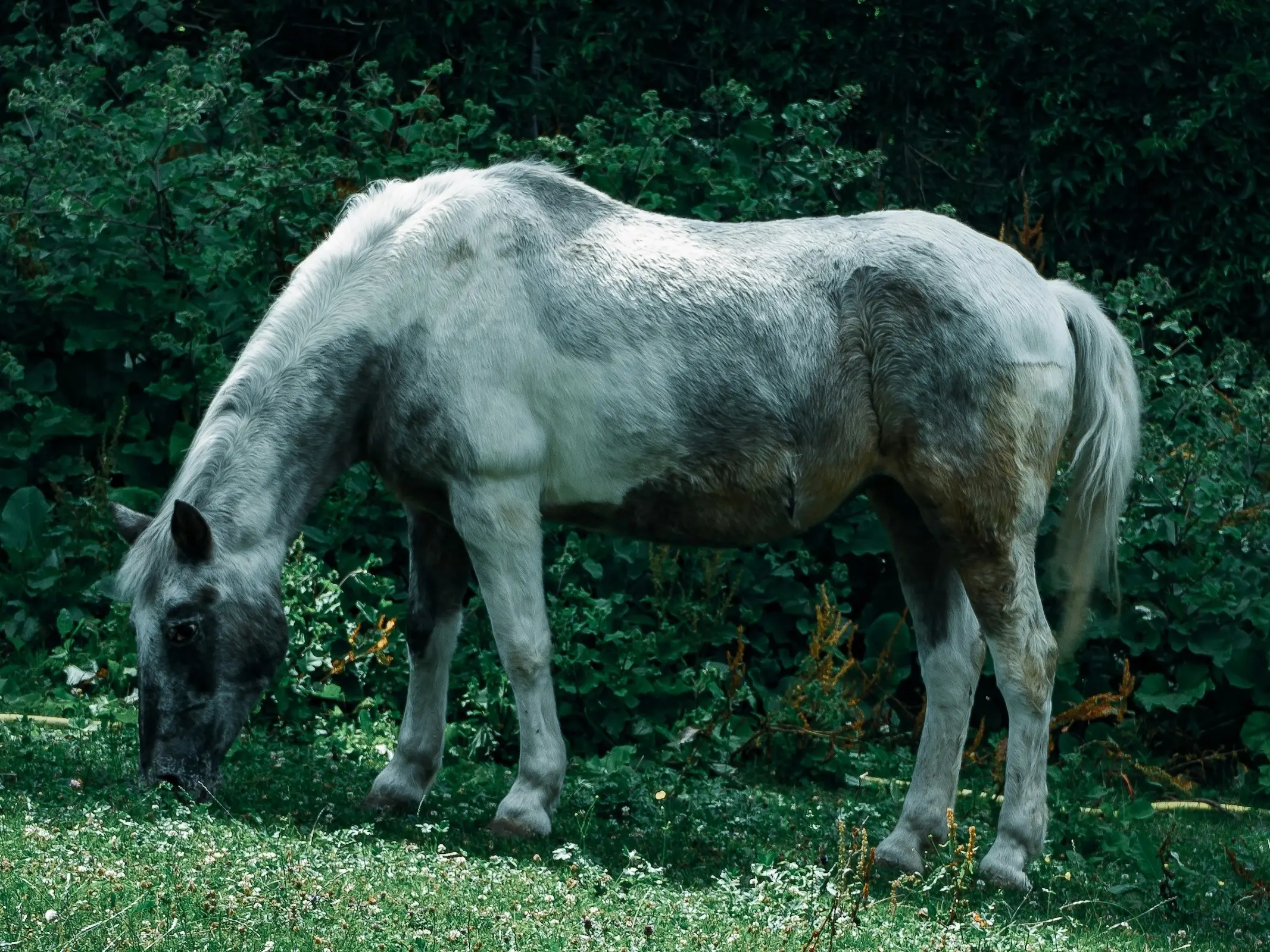 Silver pinto horse