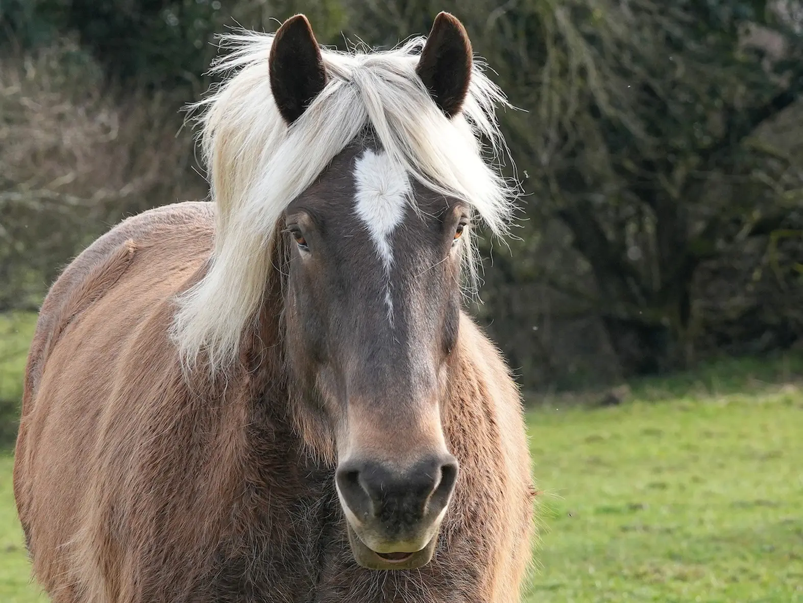 Silver seal horse