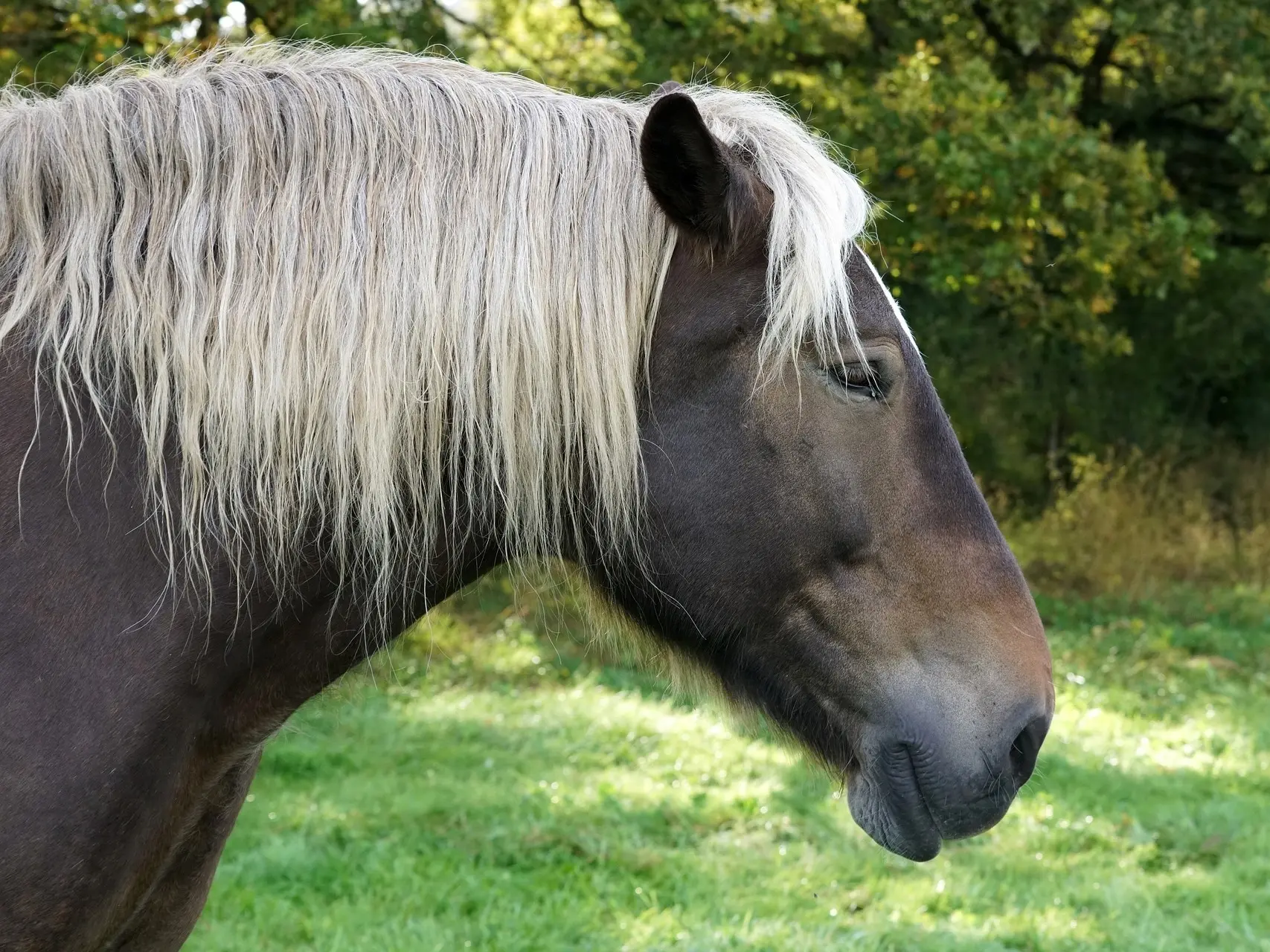 Silver seal horse