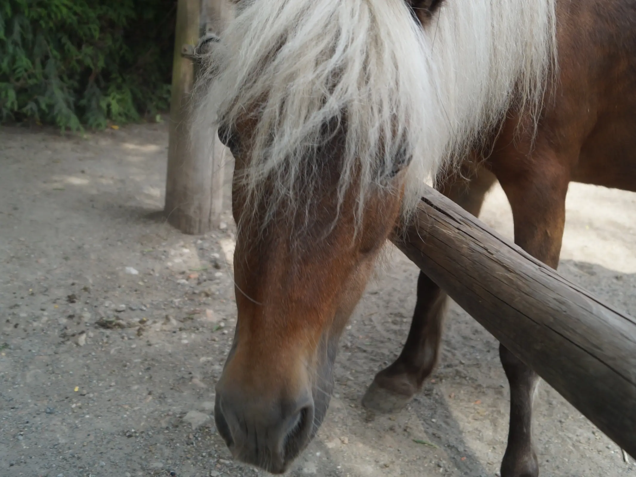 Silver seal horse