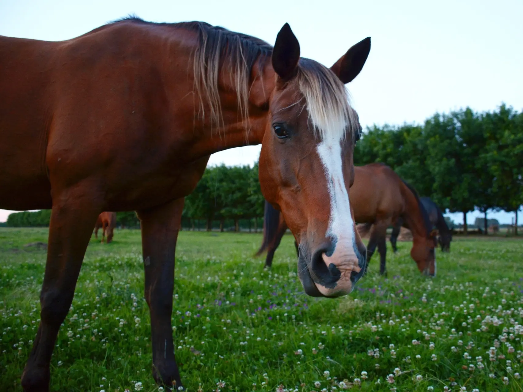 Silver seal horse