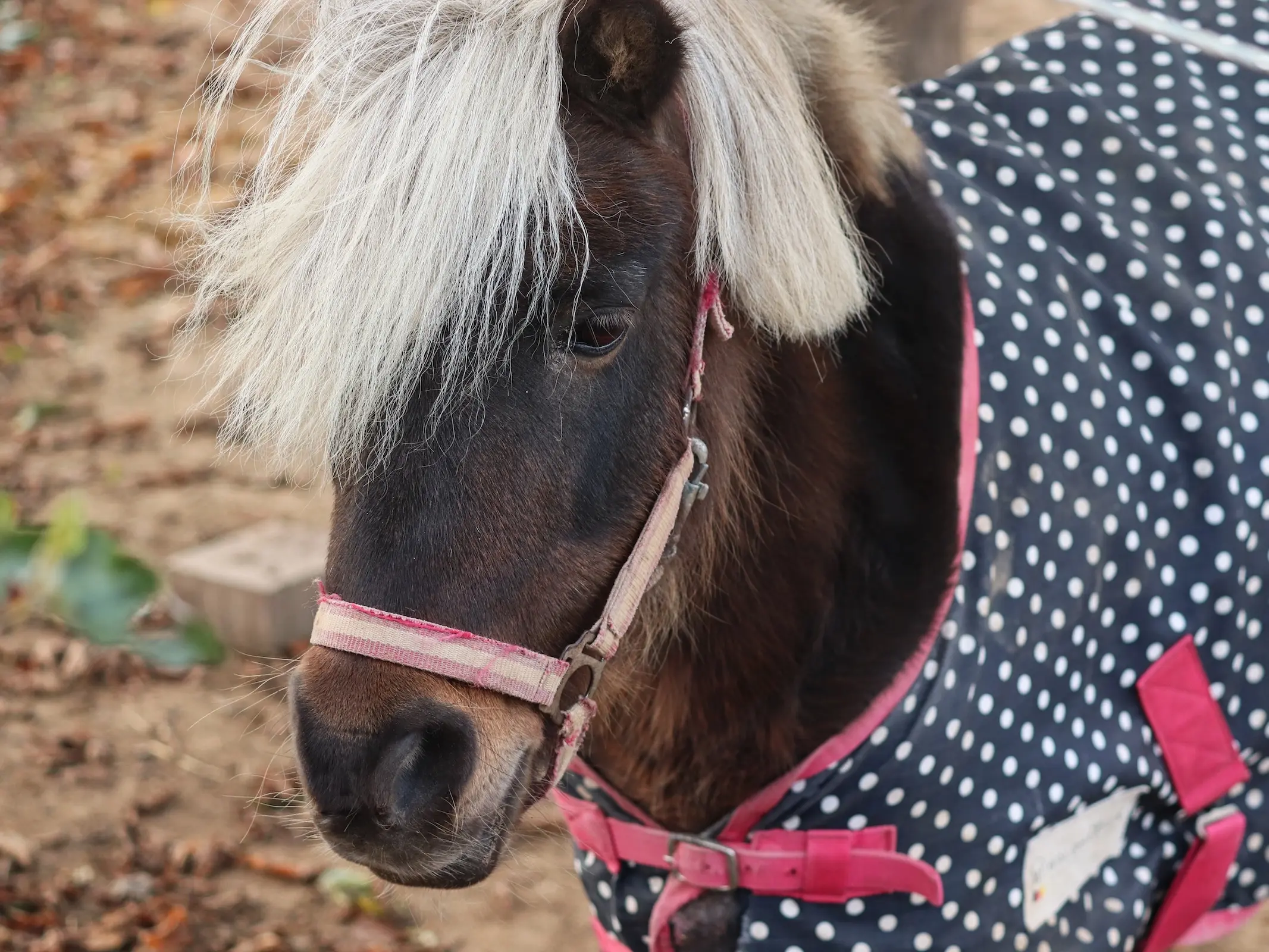 Silver seal horse