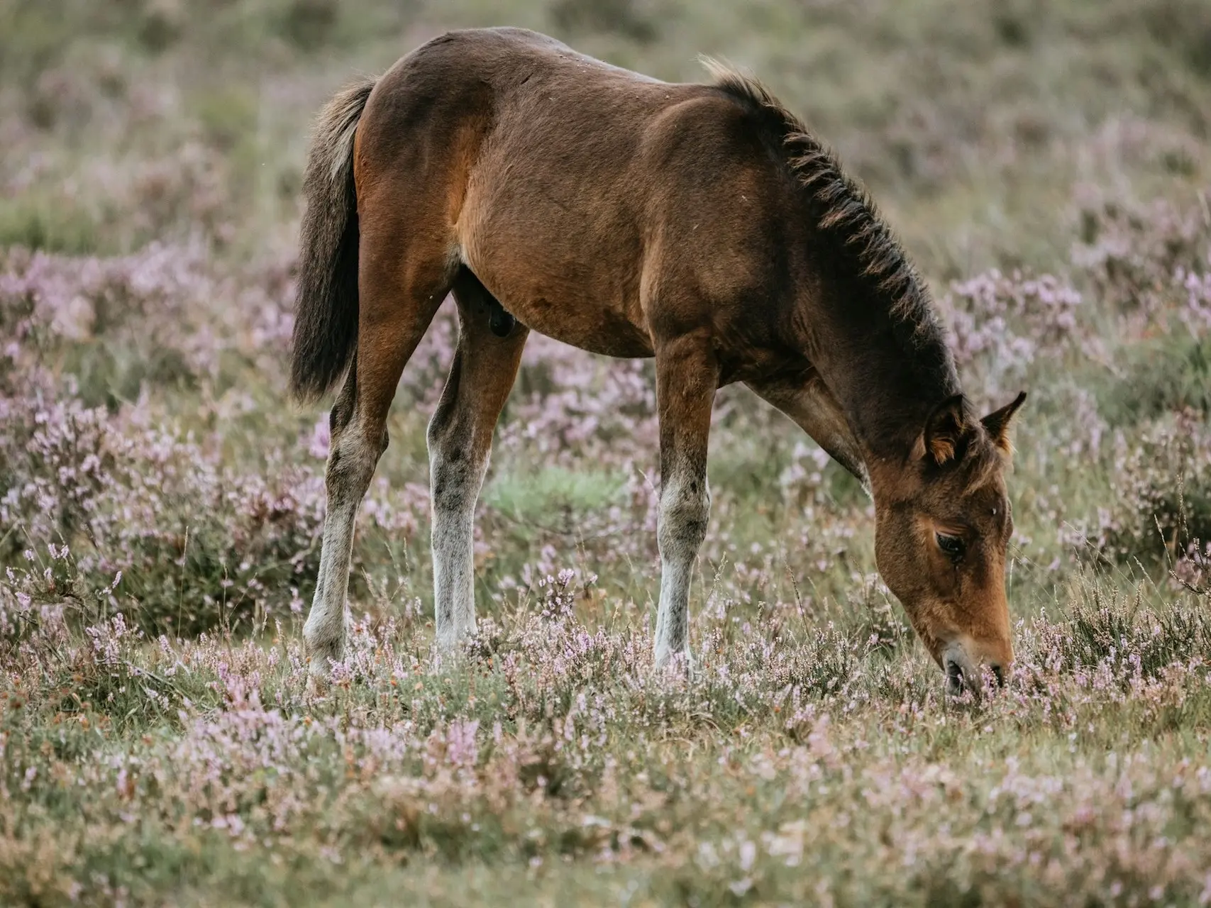 Silver seal horse