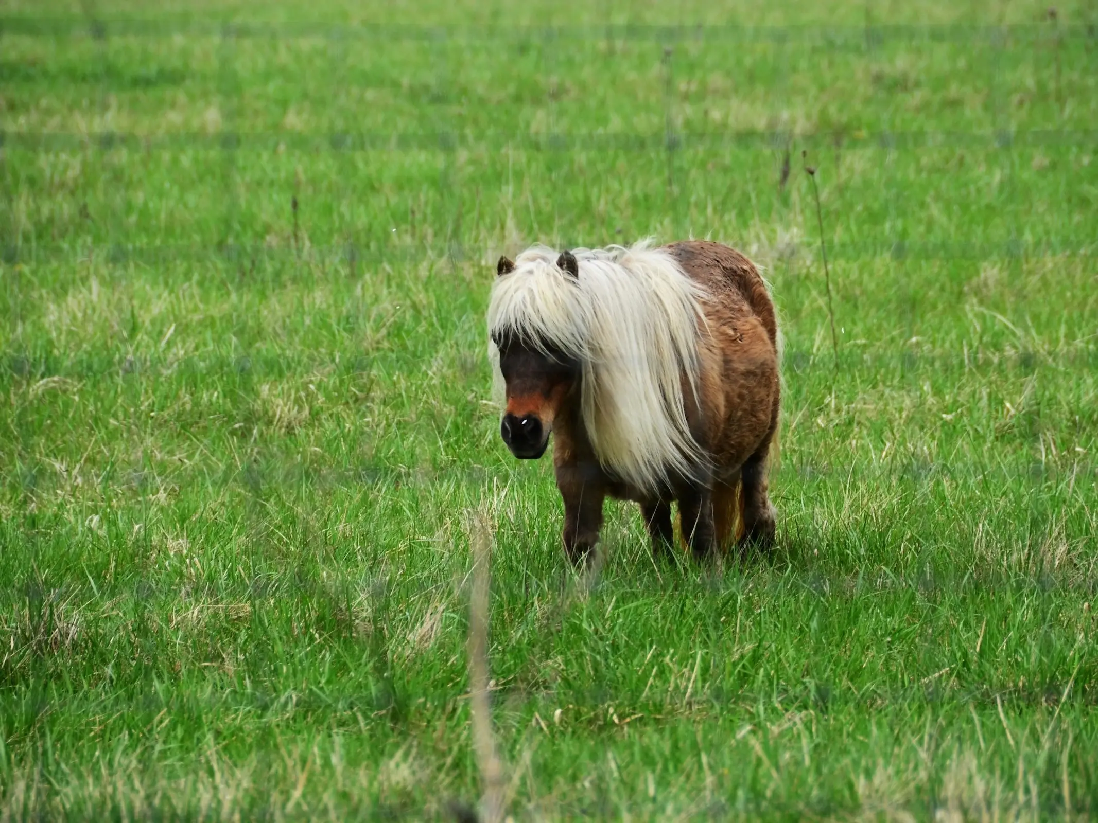 Silver seal horse