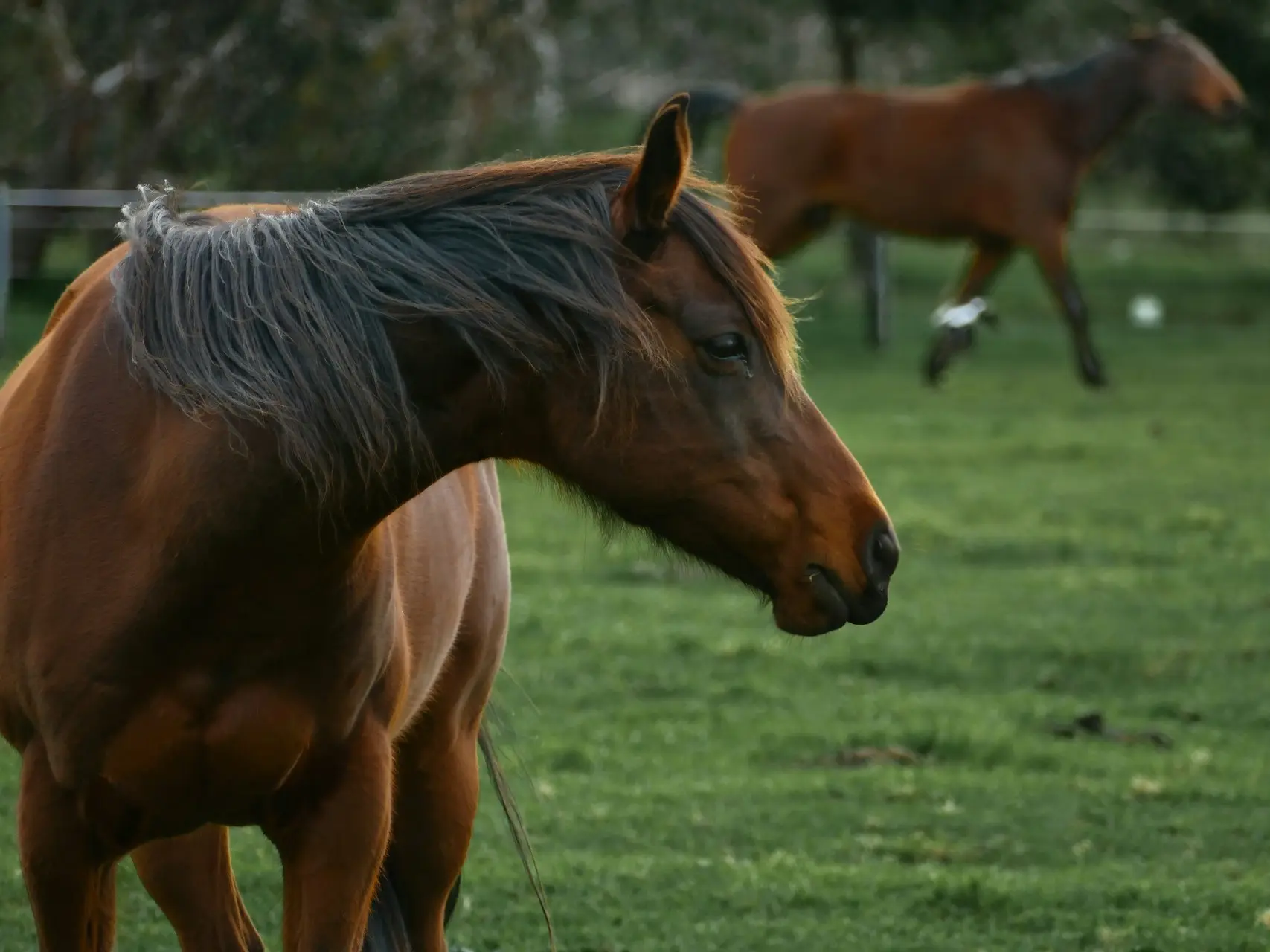 Silver seal horse