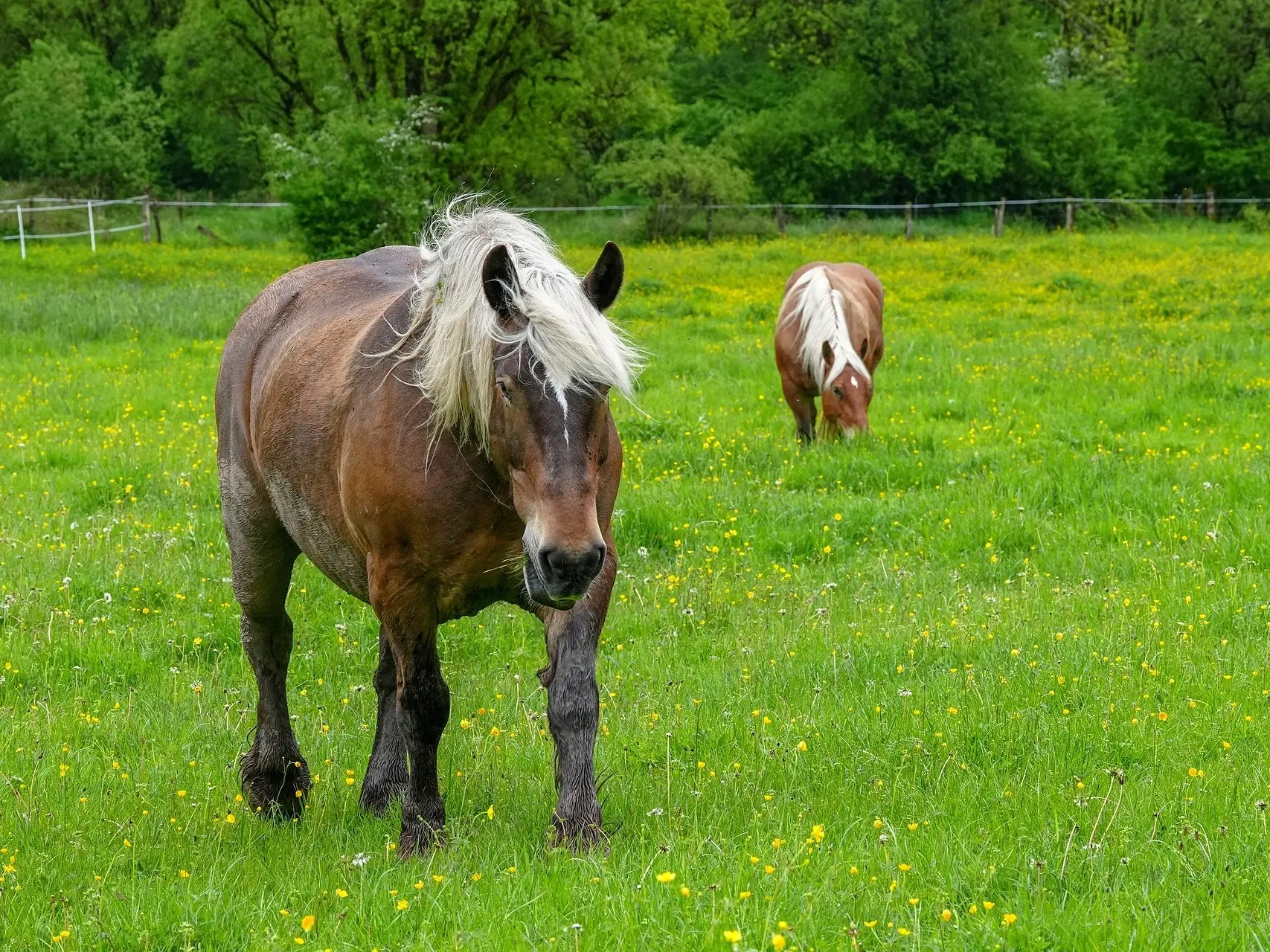 Silver mealy horse