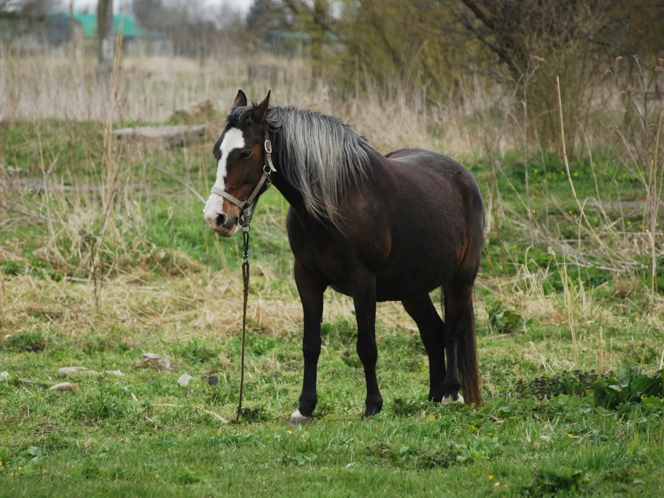 Silver seal horse