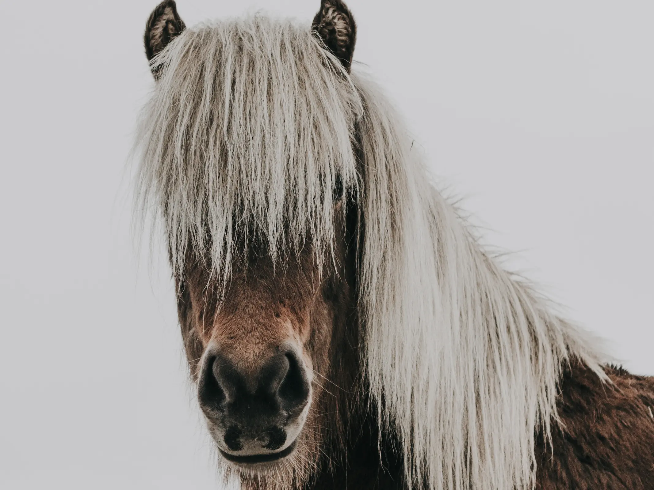 Silver mealy horse