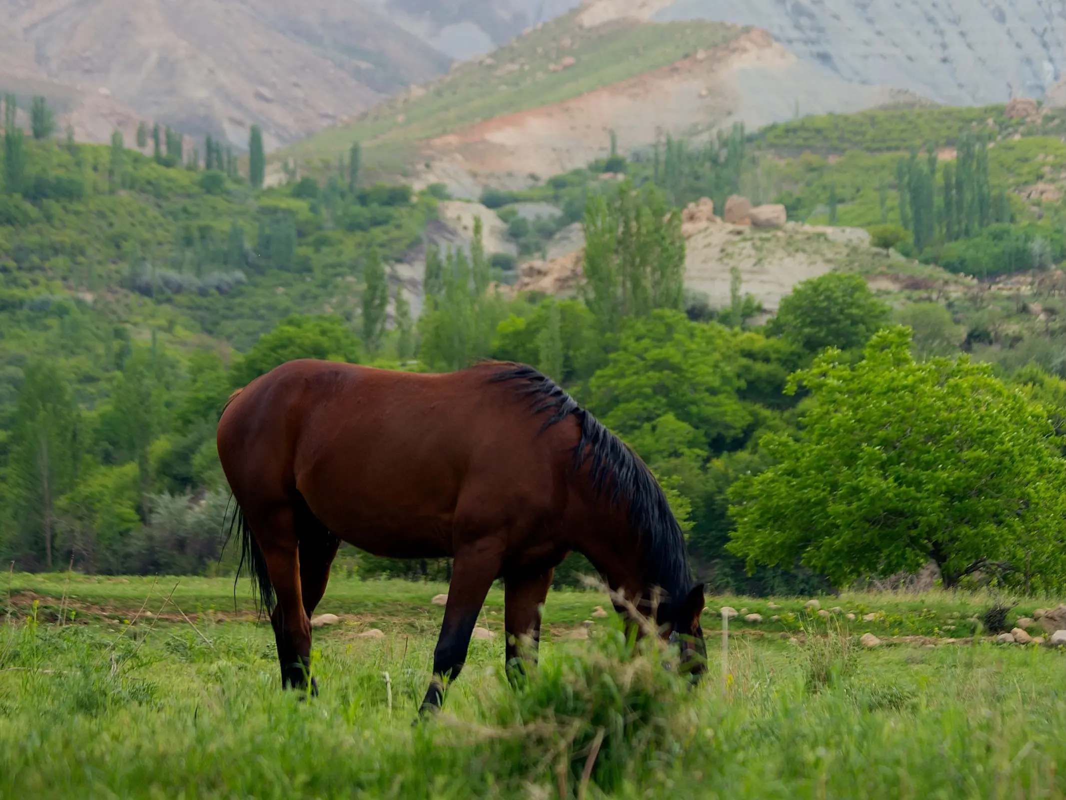 Sistani Horse