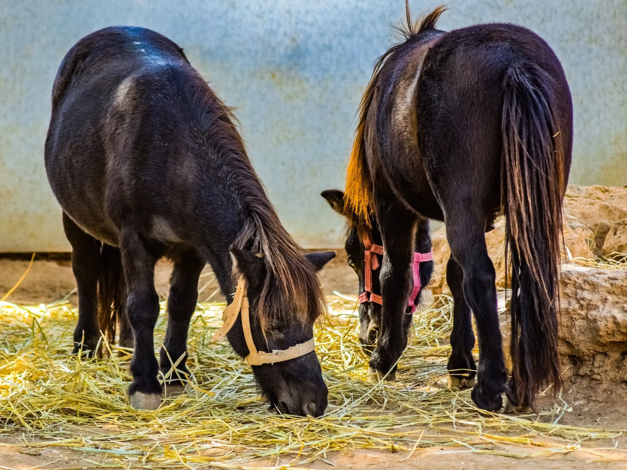 Skyros Pony