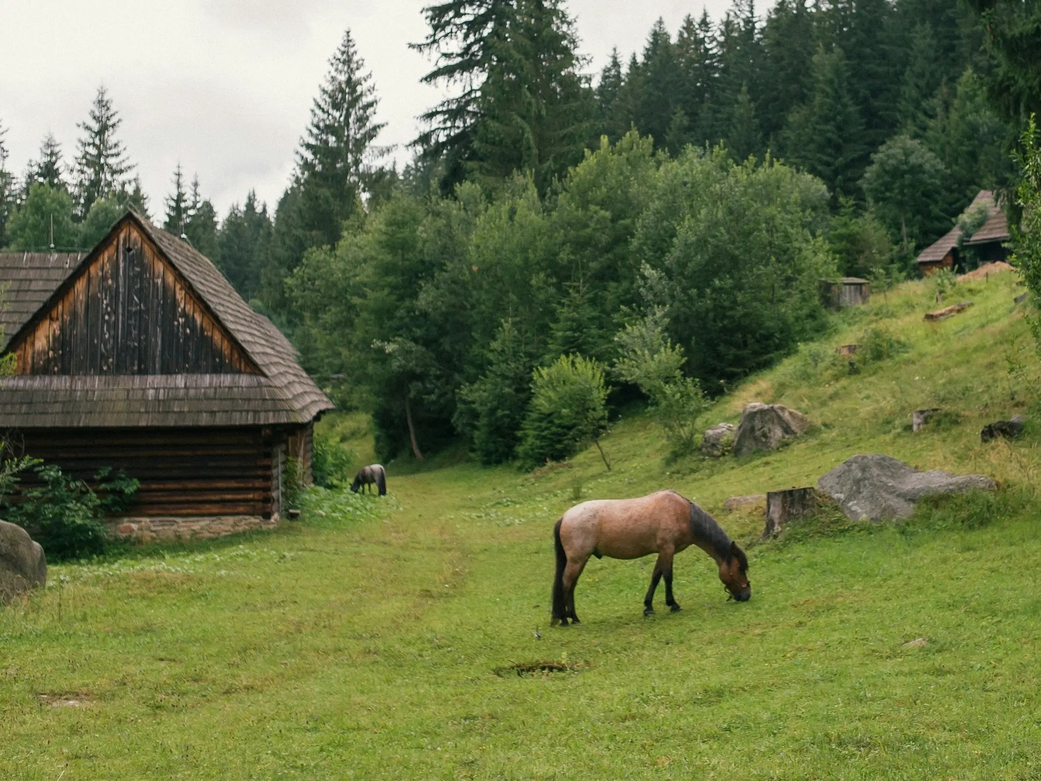 Slovak Sport Pony