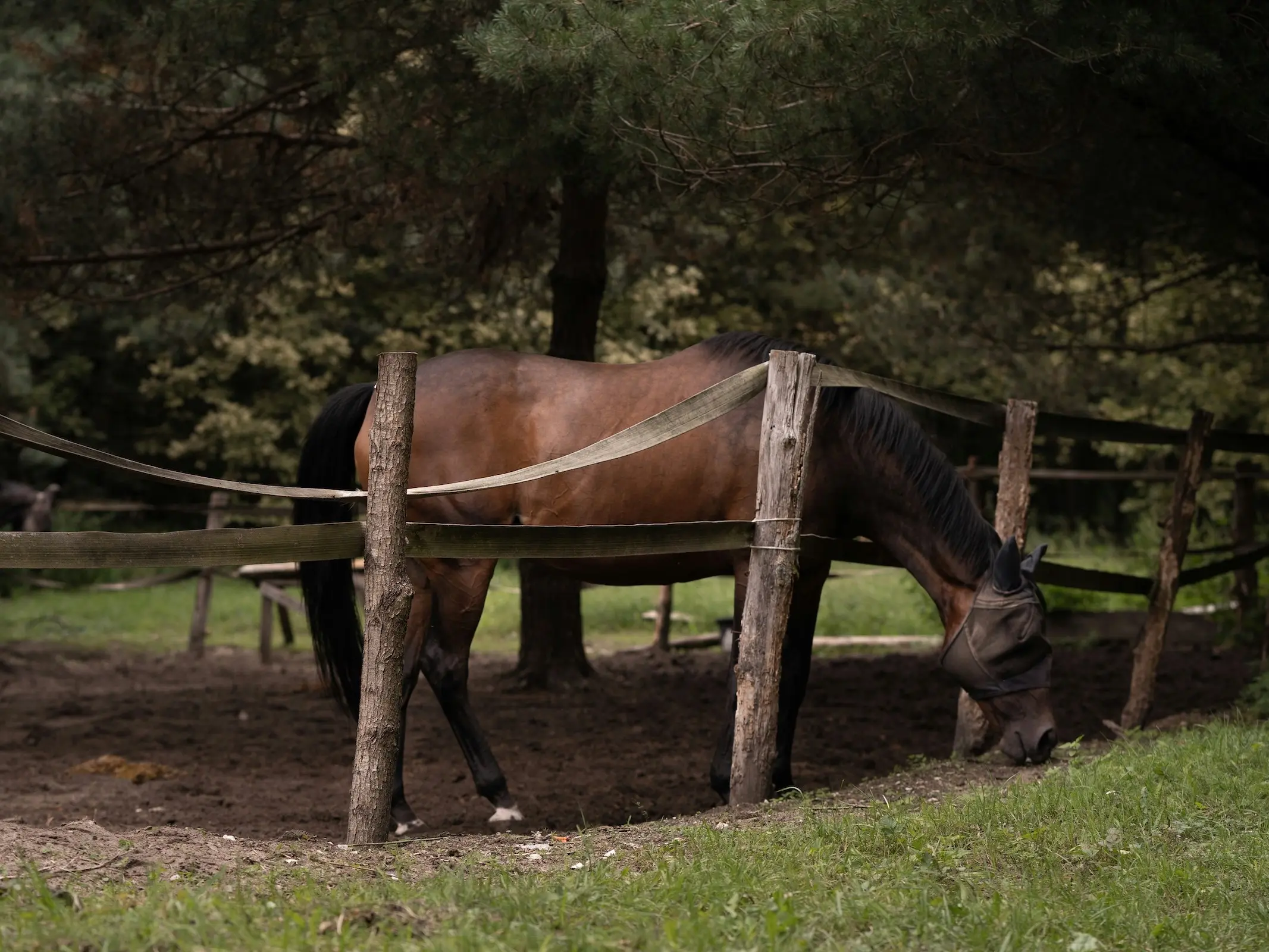 Slovak Sport Pony