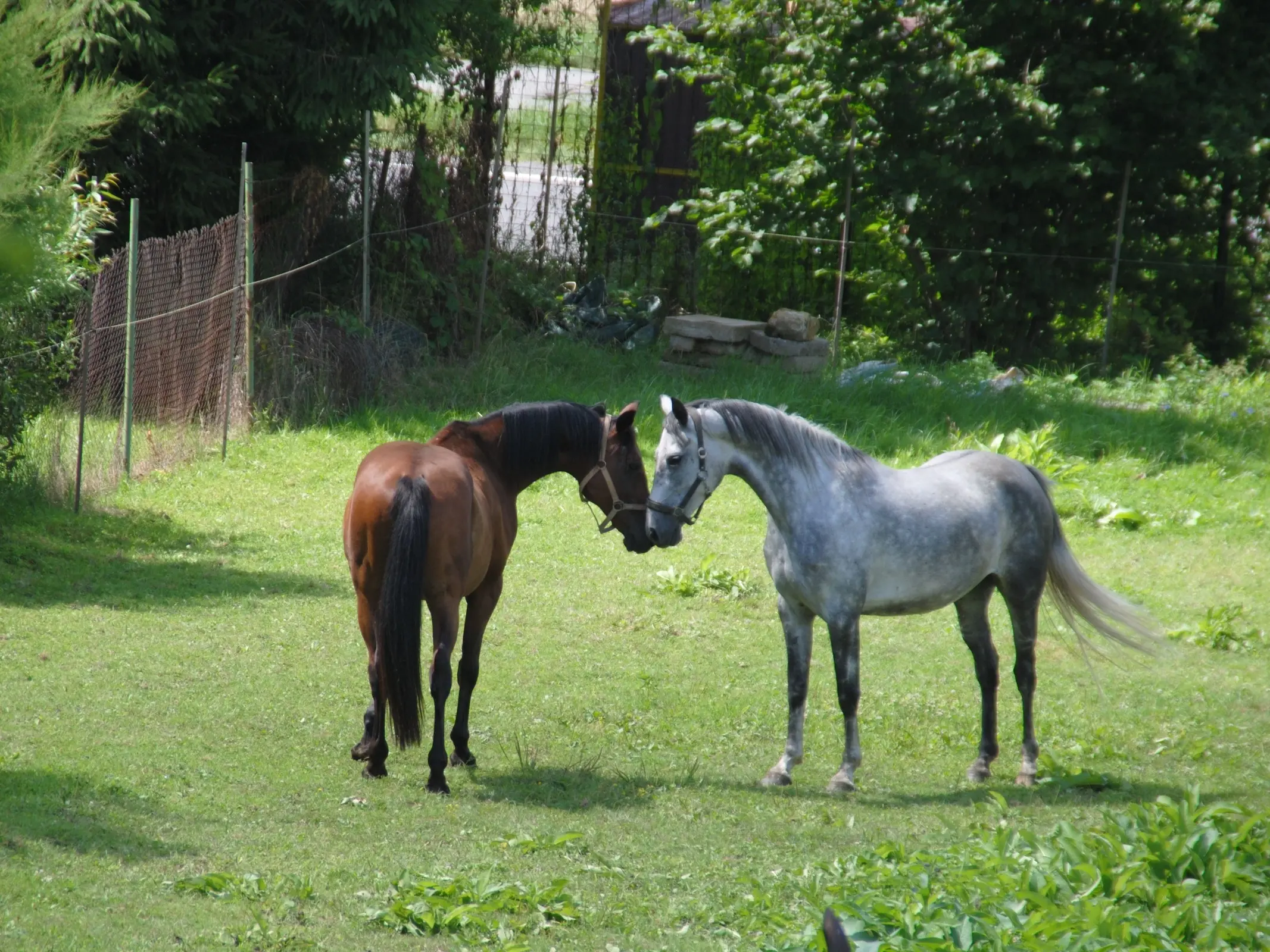 Slovakian Warmblood Horse