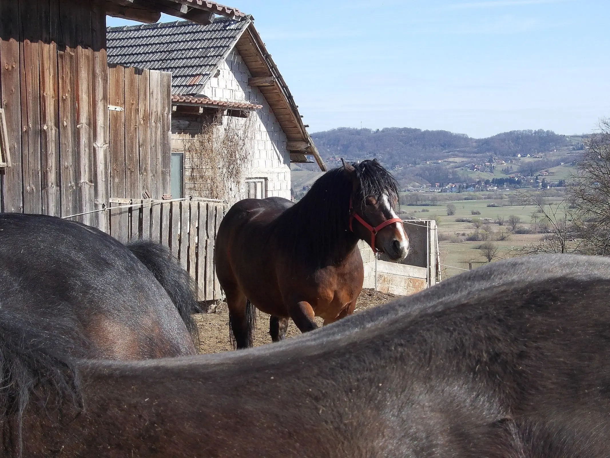 Slovenian Coldblooded Horse