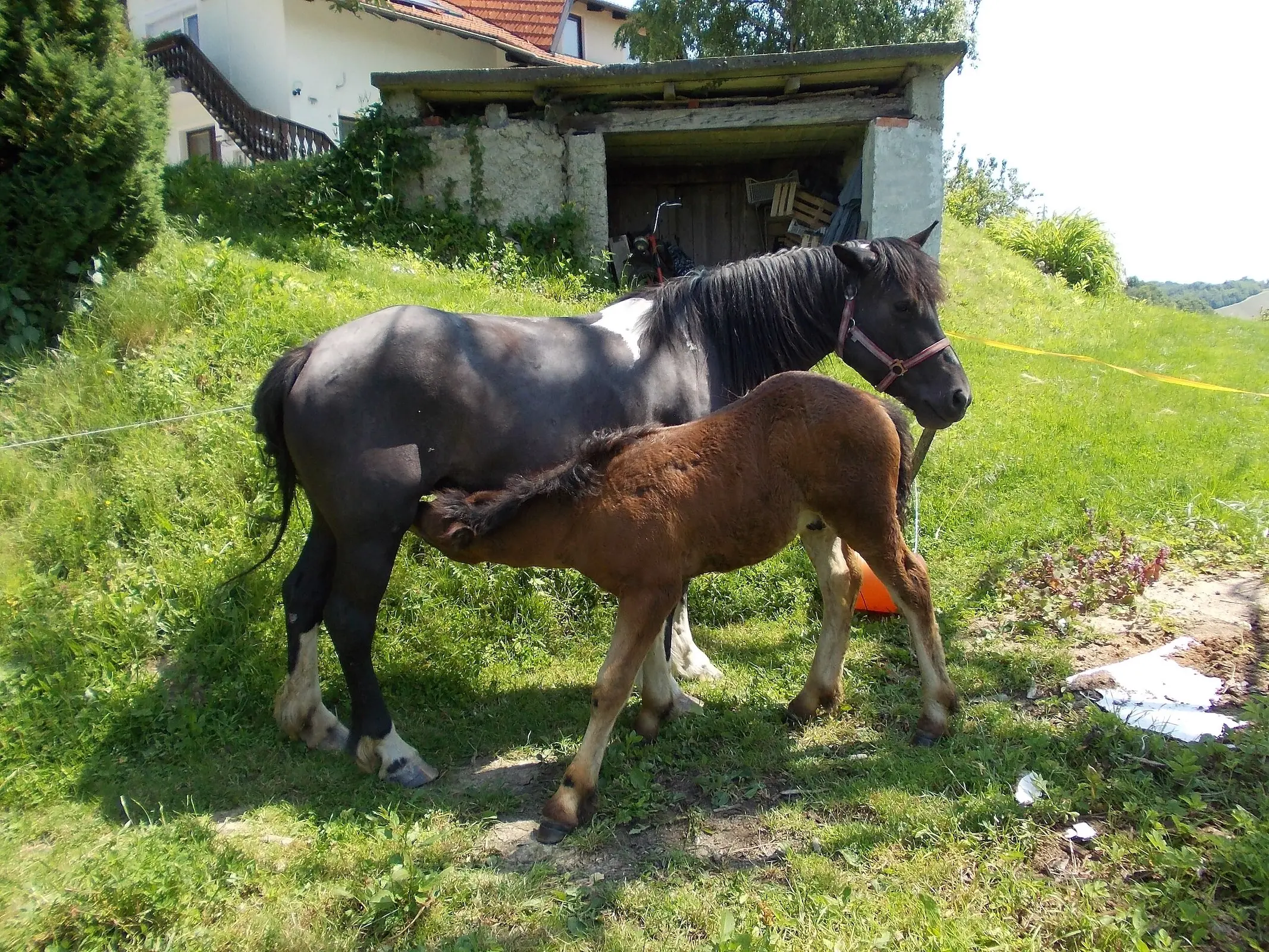 Slovenian Coldblooded Horse