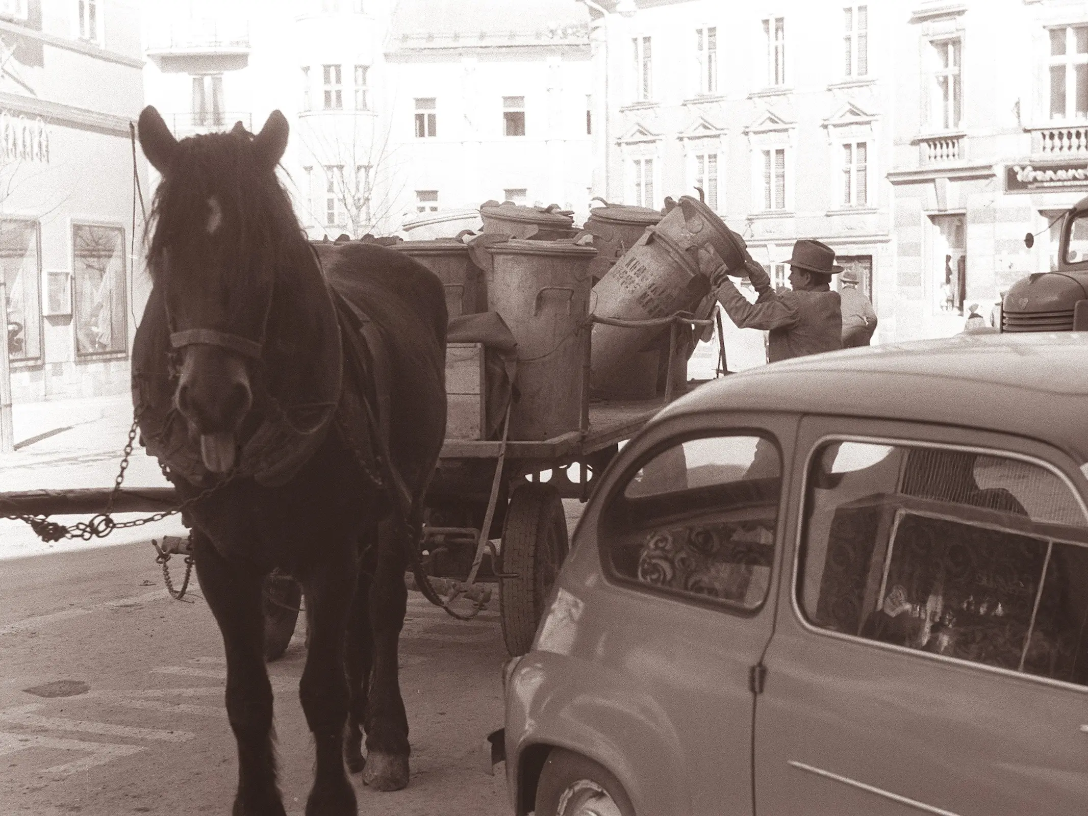 Slovenian Coldblooded Horse