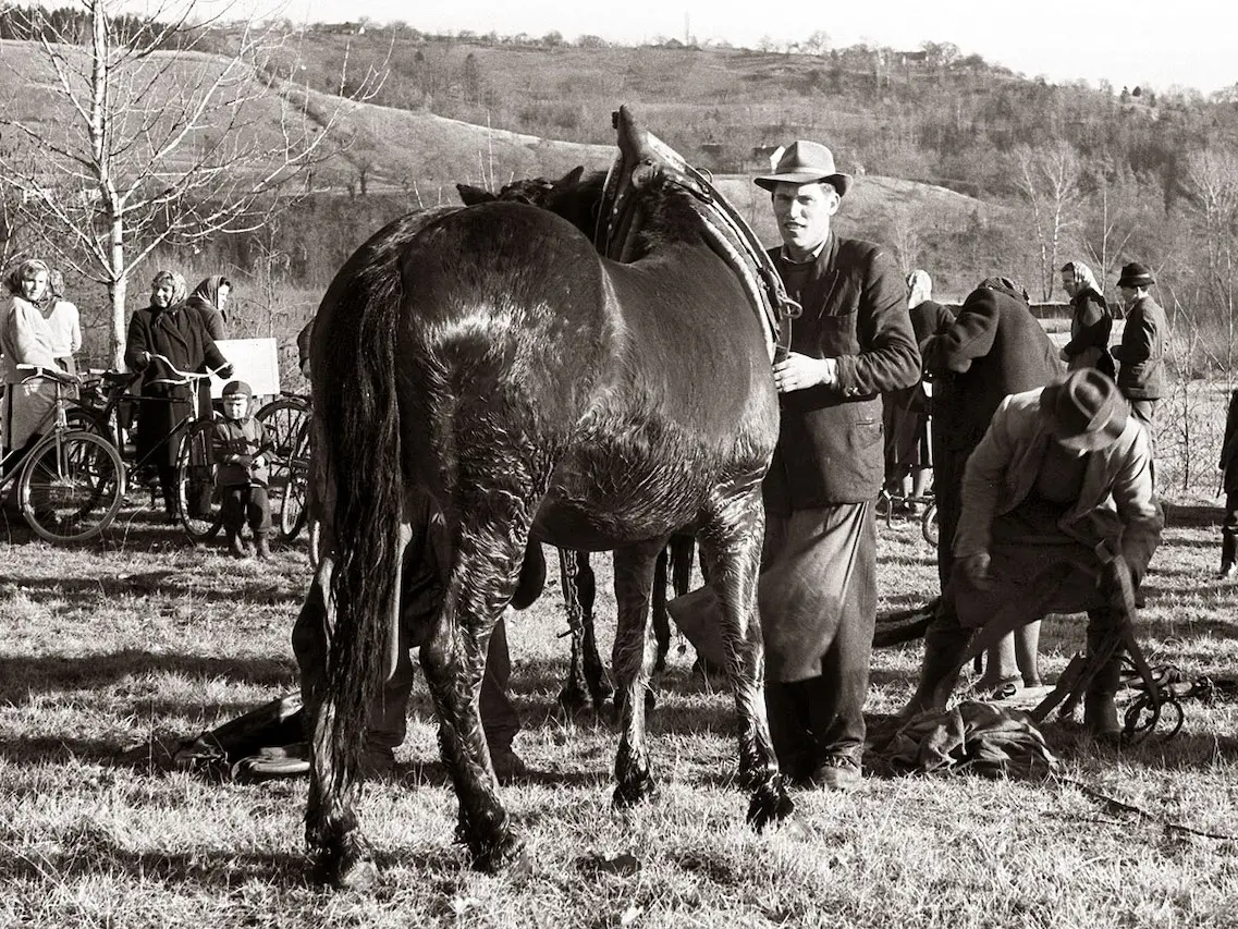 Slovenian Coldblooded Horse