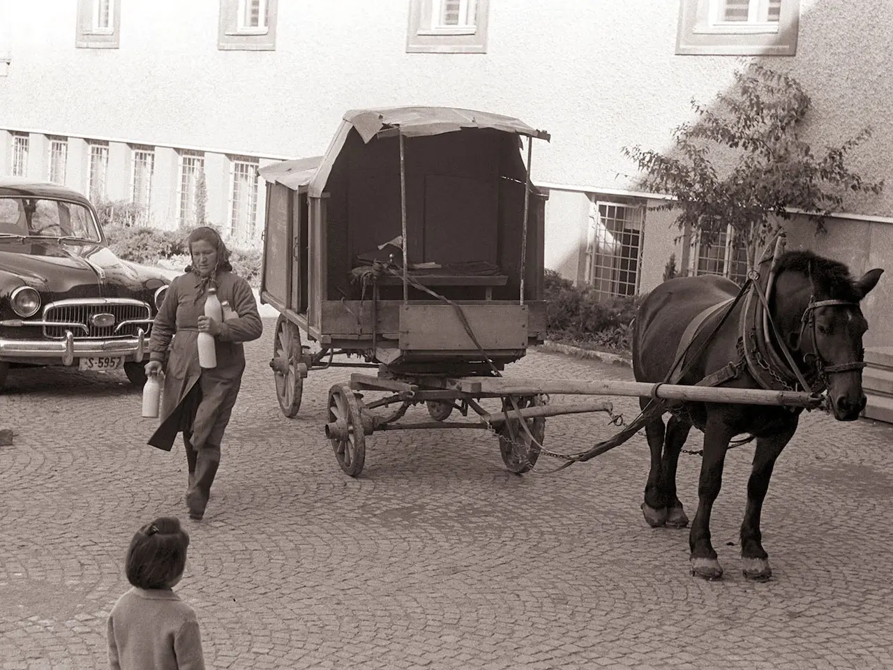 Slovenian Coldblooded Horse