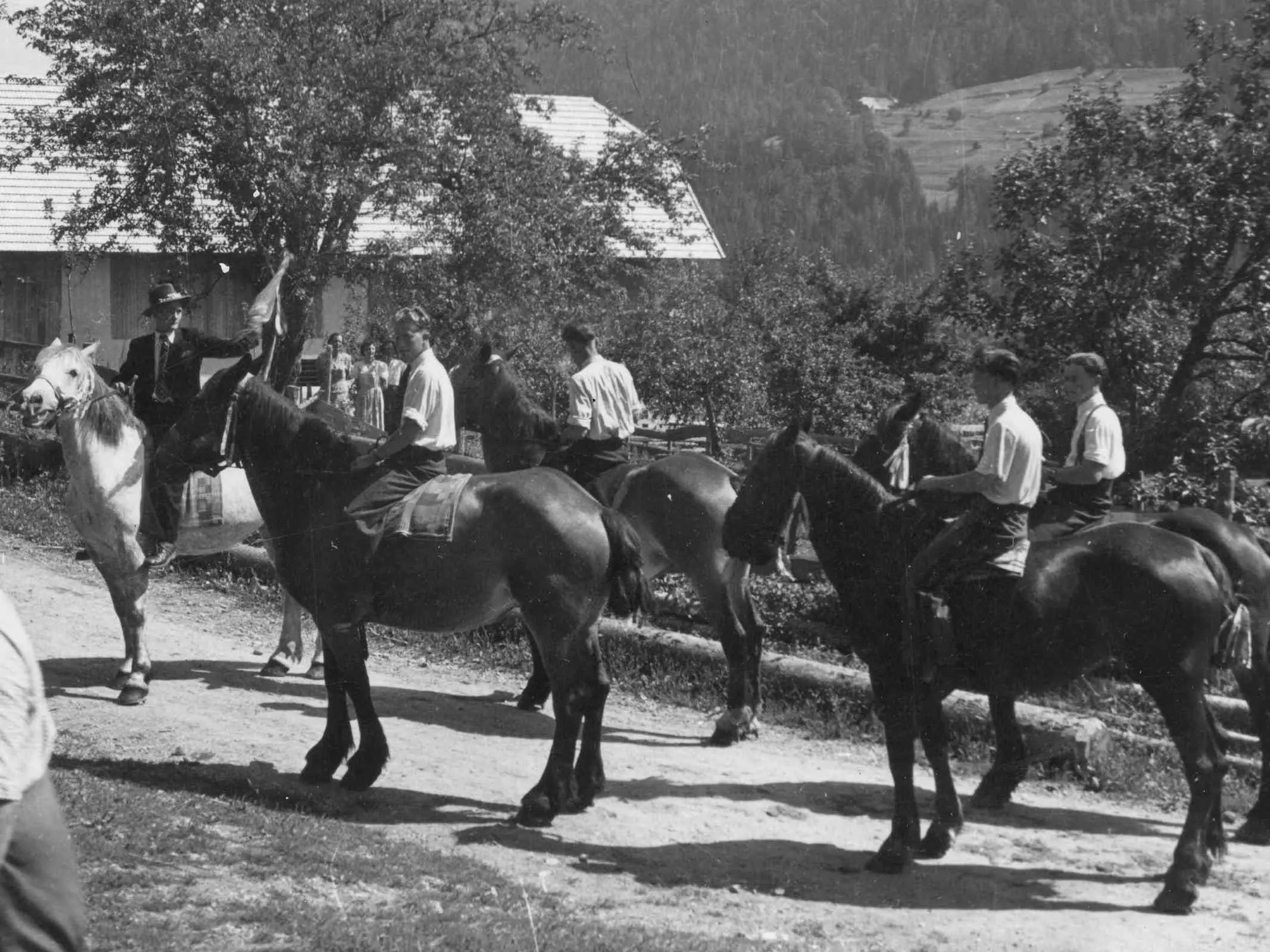 Slovenian Warmblood Horse