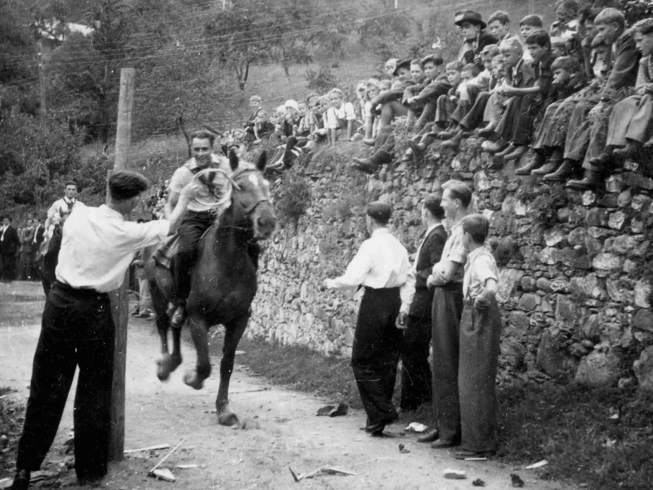 Slovenian Warmblood Horse