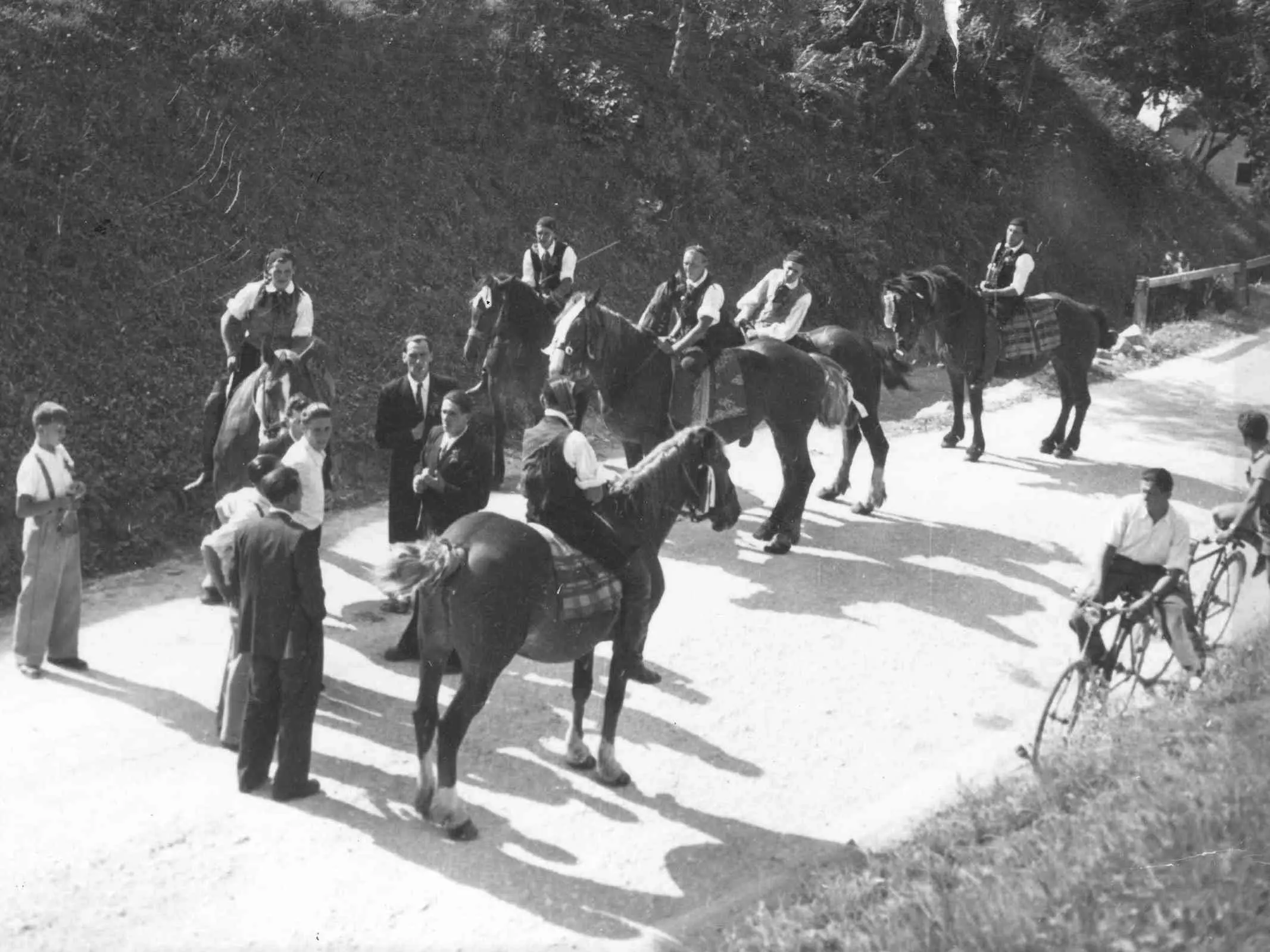 Slovenian Warmblood Horse