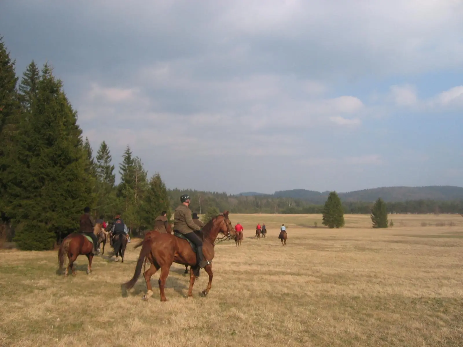 Slovenian Warmblood Horse