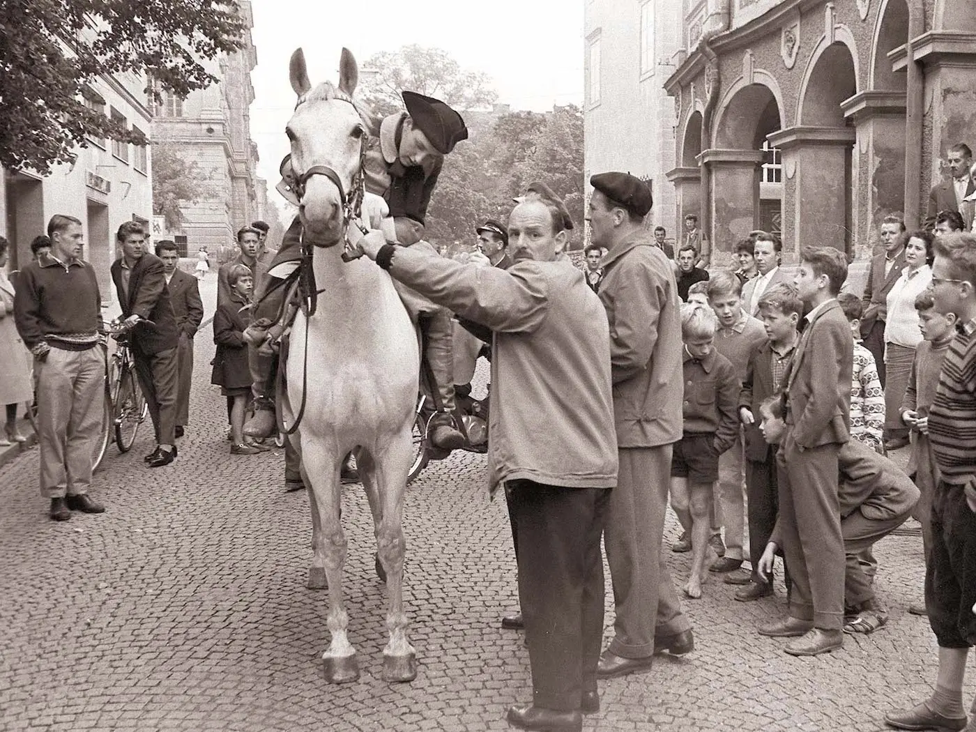 Slovenian Warmblood Horse