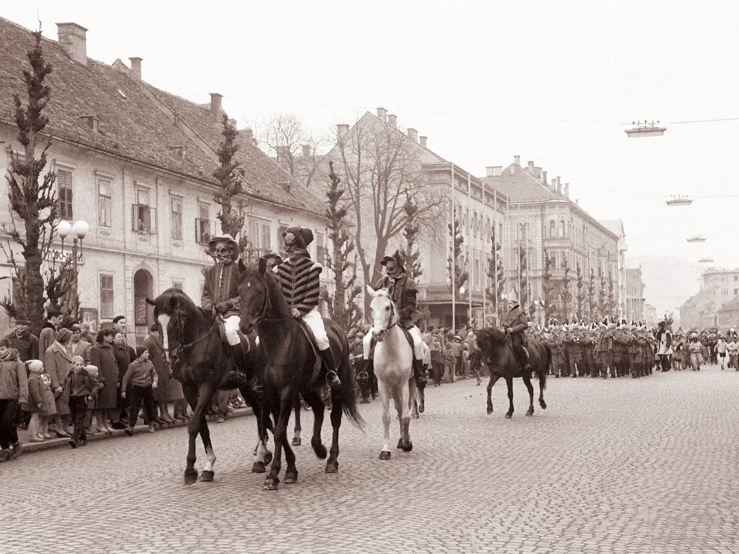 Slovenian Warmblood Horse