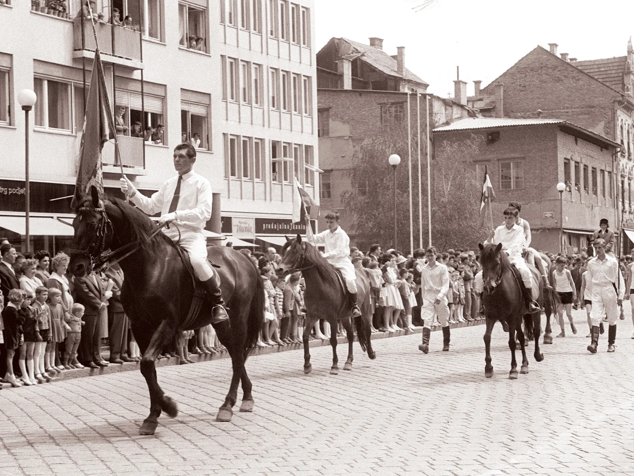 Slovenian Warmblood Horse